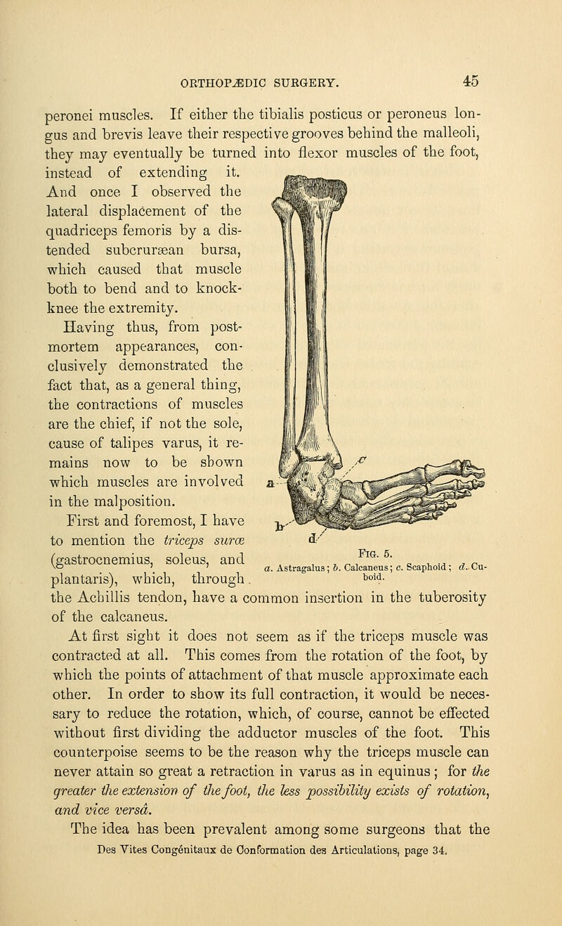 peronei muscles. If either the tibialis posticus or peroneus lon- gus and brevis leave their respective grooves behind the malleoli, they may eventually be turned into flexor muscles of the foot, instead of extending it. And once I observed the lateral displacement of the quadriceps femoris by a dis- tended subcrursean bursa, which caused that muscle both to bend and to knock- knee the extremity. Having thus, from post- mortem appearances, con- clusively demonstrated the fact that, as a general thing, the contractions of muscles are the chief, if not the sole, cause of talipes varus, it re- mains now to be shown which muscles are involved in the malposition. First and foremost, I have to mention the triceps surce (gastrocnemius, soleus, and plantaris), which, through the Acbillis tendon, have a common insertion in the tuberosity of the calcaneus. At first sight it does not seem as if the triceps muscle was contracted at all. This comes from the rotation of the foot, by which the points of attachment of that muscle approximate each other. In order to show its full contraction, it would be neces- sary to reduce the rotation, which, of course, cannot be effected without first dividing the adductor muscles of the foot. This counterpoise seems to be the reason why the triceps muscle can never attain so great a retraction in varus as in equinus; for the greater the extension of the foot, the less possibility exists of rotation, and vice versa. The idea has been prevalent among some surgeons that the Des Vites Congenitaux de Conformation de3 Articulations, page 34. Fig. 5. a. Astragalus; b. Calcaneus; o. Scaphoid ; d. Cu- boid.