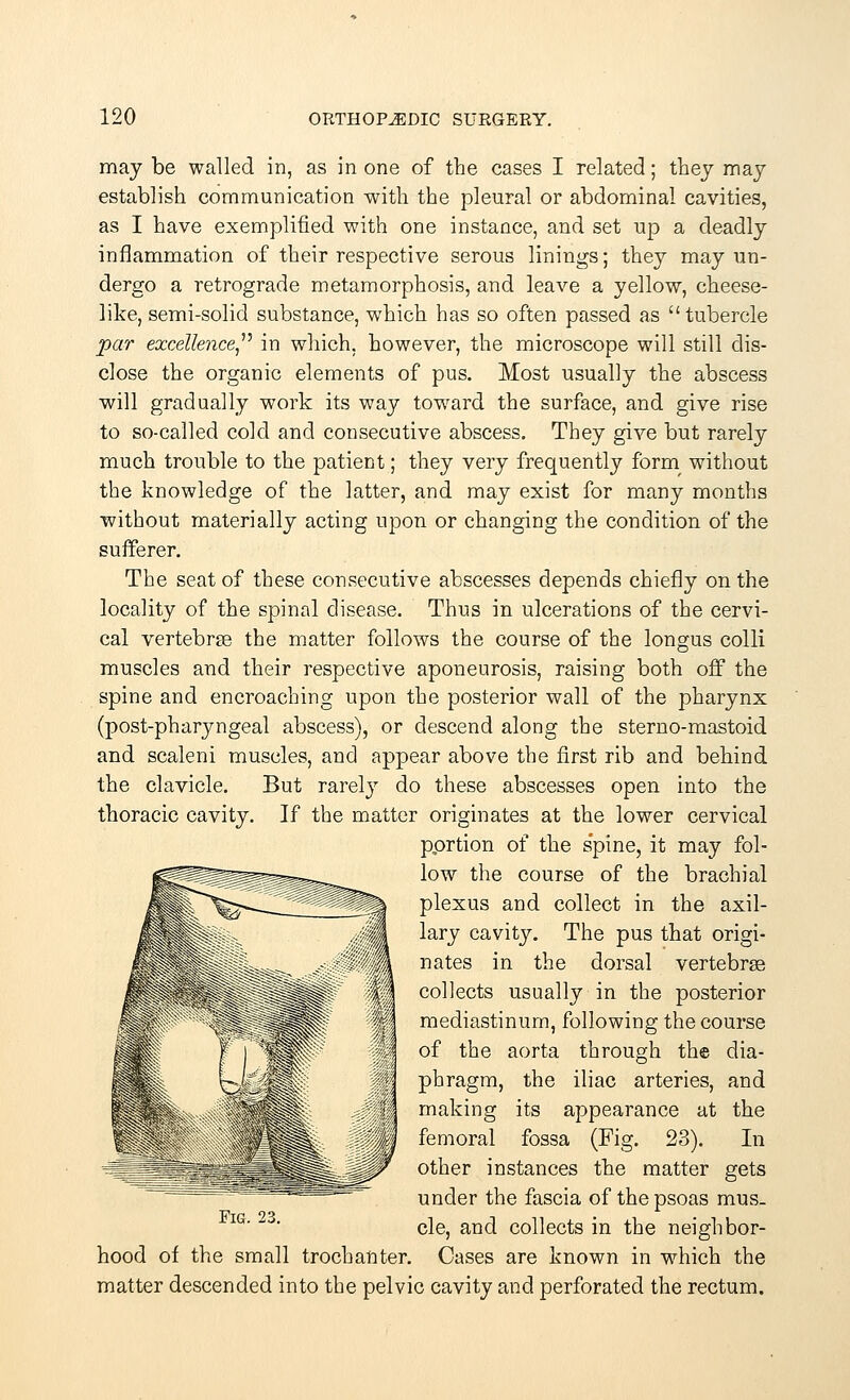 may be walled in, as in one of the cases I related; they may establish communication with the pleural or abdominal cavities, as I have exemplified with one instance, and set up a deadly inflammation of their respective serous linings; they may un- dergo a retrograde metamorphosis, and leave a yellow, cheese- like, semi-solid substance, which has so often passed as tubercle par excellence in which, however, the microscope will still dis- close the organic elements of pus. Most usually the abscess will gradually work its way towrard the surface, and give rise to so-called cold and consecutive abscess. They give but rarely much trouble to the patient; they very frequently form without the knowledge of the latter, and may exist for many months without materially acting upon or changing the condition of the sufferer. The seat of these consecutive abscesses depends chiefly on the locality of the spinal disease. Thus in ulcerations of the cervi- cal vertebrae the matter follows the course of the longus colli muscles and their respective aponeurosis, raising both off the spine and encroaching upon the posterior wall of the pharynx (post-pharyngeal abscess), or descend along the sterno-mastoid and scaleni muscles, and appear above the first rib and behind the clavicle. But rarely do these abscesses open into the thoracic cavity. If the matter originates at the lower cervical pprtion of the spine, it may fol- low the course of the brachial plexus and collect in the axil- lary cavity. The pus that origi- nates in the dorsal vertebrae collects usually in the posterior mediastinum, following the course of the aorta through the dia- phragm, the iliac arteries, and making its appearance at the femoral fossa (Fig. 23). In other instances the matter gets under the fascia of the psoas mus- cle, and collects in the neighbor- hood of the small trochanter. Cases are known in which the matter descended into the pelvic cavity and perforated the rectum.