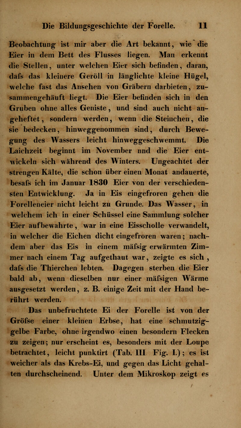 Beobachtung ist mir aber die Art bekannt, wie die Eier in dem Bett des Flusses liegen. Man erkennt die Stellen, unter welchen Eier sich befinden, daran, dafs das kleinere Geröll in länglichte kleine Hügel, welche fast das Ansehen von Gräbern darbieten, zu- sammengehäüft liegt. Die Eier befinden sich in den Gruben ohne alles Geniste, und sind auch nicht an- geheftet , sondern werden, wenn die Steinchen, die sie bedecken, hinweggenommen sind, durch Bewe- gung des Wassers leicht hinweggeschwemmt. Die Laichzeit beginnt im November nnd die Eier ent- wickeln sich während (Jes Winters. Ungeachtet der strengen Kälte, die schon über einen Monat andauerte, besafs ich im Januar 1830 Eier von der verschieden- sten Entwicklung. Ja in Eis eingefroren gehen die Forelleneier nicht leicht zu Grunde. Das Wasser, in welchem ich in einer Schüssel eine Sammlung solcher Eier aufbewahrte, war in eine Eisscholle verwandelt, in welcher die Eichen dicht eingefroren waren; nach- dem aber das Eis in einem mäfsig erwärmten Zim- mer nach einem Tag aufgethaut war, zeigte es sich , dafs die Thierchen lebten. Dagegen sterben die Eier bald ab, wenn dieselben nur einer mäfsigen Wärme ausgesetzt werden, z. B. einige Zeit mit der Hand be- rührt werden. Das unbefruchtete Ei der Forelle ist von der Gröfse einer kleinen Erbse, hat eine schmutzig- gelbe Farbe, ohne irgendwo einen besondern Flecken zu zeigen; nur erscheint es, besonders mit der Loupe betrachtet, leicht punktirt (Tab. III Fig. I.) ; es ist weicher als das Krebs-Ei, und gegen das Licht gehal- ten durchscheinend. Unter dem Mikroskop zeigt es