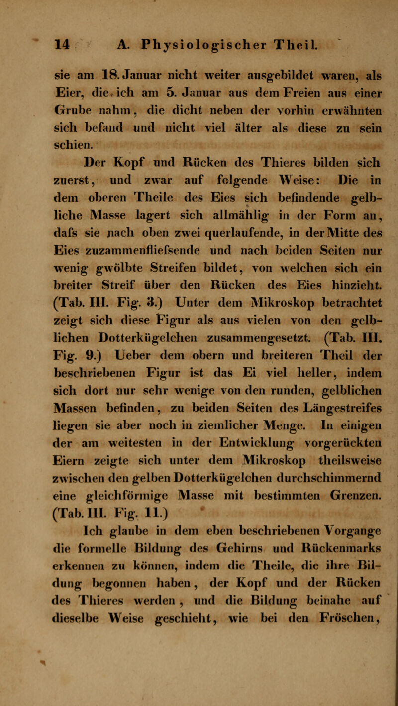 sie am 18. Januar nicht weiter ausgebildet waren, als Eier, die. ich am 5. Januar aus dem Freien aus einer Grube nahm, die dicht neben der vorhin erwähnten sich befand und nicht viel älter als diese zu sein schien. Der Kopf und Rücken des Thieres bilden sich zuerst, und zwar auf folgende Weise: Die in dem oberen Theile des Eies sich befindende gelb- liche Masse lagert sich ailmählig in der Form an, dafs sie nach oben zwei querlaufende, in der Mitte des Eies zuzammenfliefsende und nach beiden Seiten nur wenig gwölbte Streifen bildet, von welchen sich ein breiter Streif über den Rücken des Eies hinzieht. (Tab. III. Fig. 3.) Unter dem Mikroskop betrachtet zeigt sich diese Figur als aus vielen von den gelb- lichen Dotterkügelchen zuvsammengesetzt. (Tab. III. Fig. 9.) Ueber dem obern und breiteren Theil der beschriebenen Figur ist das Ei viel heller, indem sich dort nur sehr wenige von den runden, gelblichen Massen befinden, zu beiden Seiten des Längestreifes liegen sie aber noch in ziemlicher Menge. In einigen der am weitesten in der Entwicklung vorgerückten Eiern zeigte sich unter dem Mikroskop theilsweise zwischen den gelben Dotterkügelchen durchschimmernd eine gleichförmige Masse mit bestimmten Grenzen. (Tab. HI. Fig. 11.) Ich glaube in dem eben beschriebenen Vorgange die formelle Bildung des Gehirns und Rückenmarks erkennen zu können, indem die Theile, die ihre Bil- dung begonnen haben, der Kopf und der Rücken des Thieres werden , und die Bildung beinahe auf dieselbe Weise geschieht, wie bei den Fröschen,