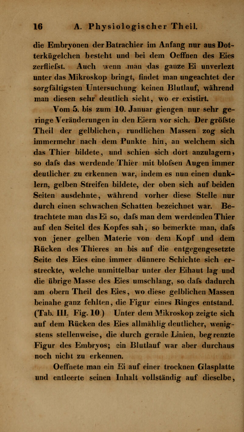 die Embryonen der Batrachier im Anfang nur aus Dot- terkügelchen besteht und bei dem OefFnen des Eies zerfliefst. Auch wenn man das ganze Ei unverlezt unter das Mikroskop bringt, findet man ungeachtet der sorgfähigsten Untersuchung keinen Blutlauf, während man diesen sehr deutlich sieht, wo er existirt. Vom 5. bis zum 10. Januar giengen nur sehr ge- ringe Veränderungen in den Eiern vor sich. Der gröfste Theil der gelblichen, rundlichen Massen zog sich immermehr nach dem Punkte hin, an welchem sich das Thier bildete, und schien sich dort anzulagern9 so dafs das werdende Thier mit blofsen Augen immer deutlicher zu erkennen war, indem es nun einen dunk- lern, gelben Streifen bildete, der oben sich auf beiden Seiten ausdehnte, während vorher diese Stelle nur durch einen schwachen Schatten bezeichnet war. Be- trachtete man das Ei so, dafs man dem werdenden Thier auf den Seitel des Kopfes sah, so bemerkte man, dafs von jener gelben Materie von dem Kopf und dem Rücken des Thieres an bis auf die entgegengesetzte Seite des Eies eine immer dünnere Schichte sich er- streckte, welche unmittelbar unter der Eihaut lag und die übrige Masse des Eies umschlang, so dafs dadurch am obern Theil des Eies, wo diese gelblichen Massen beinahe ganz fehlten, die Figur eines Ringes entstand. (Tab. III. Fig. 10 ) Unter dem Mikroskop zeigte sich auf dem Rücken des Eies allmählig deutlicher, wenig- stens stellenweise, die durch gerade Linien, begrenzte Figur des Embryos; sin Blutlauf war aber durchaus noch nicht zu erkennen. OefFnete man ein Ei auf einer trocknen Glasplatte und entleerte seinen Inhalt vollständig auf dieselbe,