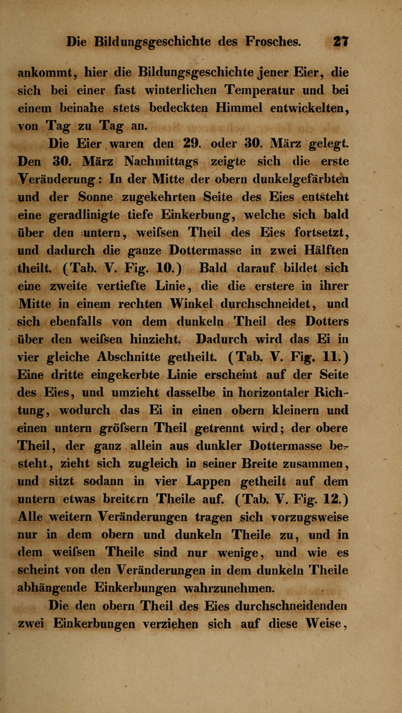 ankommt, hier die Bildungsgeschichte jener Eier, die sich bei einer fast winterlichen Temperatur und bei einem beinahe stets bedeckten Himmel entwickelten, von Tag zu Tag an. Die Eier waren den 29. oder 30. März gelegt. Den 30. März Nachmittags zeigte sich die erste Veränderung: In der Mitte der obern dunkelgefärbten und der Sonne zugekehrten Seite des Eies entsteht eine geradlinigte tiefe Einkerbung, welche sich bald über den untern, weifsen Theil des Eies fortsetzt, und dadurch die ganze Dottermasse in zwei Hälften theilt. (Tab. V. Fig. 10.) Bald darauf bildet sich eine zweite vertiefte Linie, die die erstere in ihrer Mitte in einem rechten Winkel durchschneidet, und sich ebenfalls von dem dunkeln Theil des Dotters über den weifsen hinzieht. Dadurch wird das Ei in vier gleiche Abschnitte getheilt. (Tab. V. Fig. 11.) Eine dritte eingekerbte Linie erscheint auf der Seite des Eies, und umzieht dasselbe in horizontaler Rich- tung, wodurch das Ei in einen obern kleinern und einen untern gröfsern Theil getrennt wird; der obere Theil, der ganz allein aus dunkler Dottermasse he- steht, zieht sich zugleich in seiner Breite zusammen, und sitzt sodann in vier Lappen getheilt auf dem untern etwas breitern Theile auf. (Tab. V. Fig. 12.) Alle weitern Veränderungen tragen sich vorzugsweise nur in dem obern und dunkeln Theile zu, und in dem weifsen Theile sind nur wenige, und wie es scheint von den Veränderungen in dem dunkeln Theile abhängende Einkerbungen wahrzunehmen. Die den obern Theil des Eies durchschneidenden zwei Einkerbungen verziehen sich auf diese Weise,