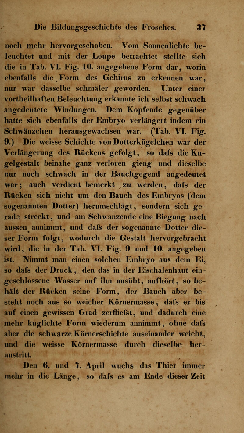 noch mehr hervorgeschoben. Vom Sonnenhchte be- leuchtet und mit der Loupe betrachtet stellte sich die in Tab. VI. Fig. 10. angegebene Form dar, worin ebenfalls die.Form des Gehirns zu erkennen Avar, nur war dasselbe schmäler geworden. Unter einer vortheilhaften Beleuchtung erkannte ich selbst schwach angedeutete Windungen. Dem Kopfende gegenüber hatte sich ebenfalls der EmTjryo verlängert indem ein Schwänzchen herausgewachsen war. (Tab. VI. Fig. 9.) Die weisse Schichte von Dotterkügelchen war der Verlängerung des Rückens gefolgt, so dafs die Ku- gelgestalt beinahe ganz verloren gieng und dieselbe nur noch schwach in der Bauchgegend angedeutet war; auch verdient bemerkt zu werden, dafs der Rücken sich nicht um den Bauch des Embryos (dem sogenannten Dotter) herumschlägt, sondern sich ge- rad3 streckt, und am Schwanzende eine Biegung nach aussen annimmt, und dafs der sogenannte Dotter die- ser Form folgt, wodurch die Gestalt hervorgebracht wird, die in der Tab. VI. Fig. 9 und 10. angegeben ist. Nimmt man einen solchen Embryo aus dem Ei, so dafs der Druck, den das in der Eischalenhaut ein- geschlossene Wasser auf ihn ausübt, aufhört, so be- hält der Rücken seine Form, der Bauch aber be- steht noch aus so weicher Körnermasse, däfs er bis auf einen gewissen Grad zerfliefst, und dadurch eine mehr kuglichte Form wiederum annimmt, ohne dafs aber die schwarze Körnerschichte auseinander weicht, und die weisse Körnermasse durch dieselbe her- austritt. * Den 6. und T April wuchs das Thier immer mehr in die Länge, so dafs es am Ende dieser Zeit