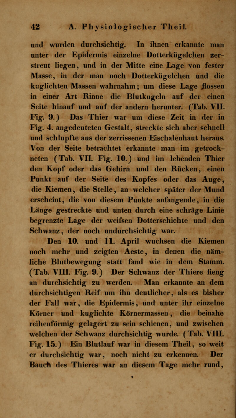 und wurden durchsichtig. In ihnen erkannte man unter der Epidermis einzehie Dotterkügelchen zer- streut liegen, und in der Mitte eine Lage von fester Masse, in der man noch Dotterkügelchen und die kuglichten Massen wahrnahm; um diese Lage ilossen in einer Art Rinne die Blutkugeln auf der einen Seite hinauf und auf der andern herunter. (Tab. VII. Fig. 9.) Das Thier war um diese Zeit in der in Fig. 4. angedeuteten Gestalt, streckte sich aber schnell imd schlupfte aus der zerrissenen Eischalenhaut heraus. Von der Seite betrachtet erkannte man im getrock- neten (Tab. VII. Fig. 10.) und im lebenden Thier den Kopf oder das Gehirn und den Rücken, einen Punkt auf der Seite des Kopfes oder das Auge, die Kiemen, die Stelle, an welcher später der Mund erscheint, die von diesem Punkte anfangende, in die Länge gestreckte und unten durch eine schräge Linie begrenzte Lage der weifsen Dotterschichte und den Schwanz, der noch undurchsichtig war. Den 10. und 11. April wuchsen die Kiemen noch mehr und zeigten Aeste, in denen die näm- liche Blutbewegung statt fand wie in dem Stamm. (Tab. VIII. Fig. 9.) Der Schwanz der Thiere fieng an durchsichtig zu werden. Man erkannte an dem durchsichtigen Reif um ihn deutlicher, als es bisher der Fall war, die Epidermis, und unter ihr einzelne Körner und kuglichte Körnermassen, die beinahe reihenförmig gelagert zu sein schienen, und zwischen welchen der Schwanz durchsichtig wurde. (Tab. VIII. Fig. 15.) Ein Blutlauf war in diesem Theil, so weit er durchsichtig war, noch nicht zu erkennen. Der Baucti des Thieres war an diesem Tage mehr rund,