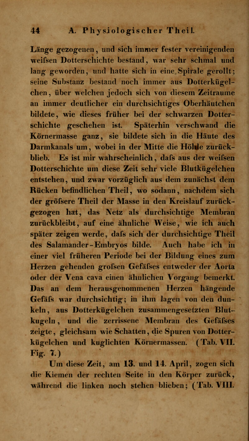 Länge gezogenen, und sich immer fester vereinigenden weifsen Dotterschichte bestand, war sehr schmal und lang geworden, und hatte sich in eine Spirale gerollt; seine Substanz bestand noch immer aus Dotterkügel- chen 5 über w eichen jedoch sich von diesem Zeiträume an immer deutlicher ein durchsichtiges Oberhäutchen bildete, wie dieses früher bei der schw^arzen Dotter- schichte geschehen ist. Späterhin verschwand die Körnermasse ganz, sie bildete sich in die Häute des Darmkanals um, w obei in der Mitte die HöWe zurück- blieb. Es ist mir wahrscheinlich, dafs aus der weifsen Dotterschichte um diese Zeit sehr viele Blutkügelchea entstehen, und zwar vorzüglich aus dem zunächst dem Rücken befindlichen Theil, wo sodann, nachdem sich der gröfsere Theil der Masse in den Kreislauf zurück- gezogen hat, das Netz als durchsichtige Membran zurückbleibt, auf eine ähnliche Weise, wie ich auch später zeigen w^erde, dafs sich der durchsichtige Theil des Salamander-Embryos bilde. Auch habe ich iu einer viel früheren Periode bei der Bildung eines zum Herzen gehenden grofsen Gefäfses entweder der Aorta oder der Vena cava einen ähnlichen Vorgang bemerkt. Das an dem herausgenommenen Herzen hängende Gefafs war durchsichtig; in ihm lagen von den dun- keln, aus Dotterkügelchen zusammengesetzten Blut- kugeln , und die zerrissene Membran des Gefäfses zeigte, gleichsam wie Schatten, die Spuren von Dotter- kügelchen und kuglichten Körnermassen. (Tab. VH. Fig. T.) Um diese Zeit, am 13. und 14. April, zogen sich die Kiemen der rechten Seite in den Körper zurück, während die linken noch stehen blieben; (Tab. VUI.