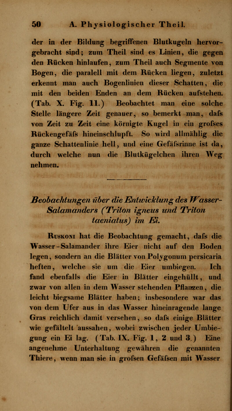 der in der Bildung begriffenen Blutkugeln hervor- gebracht sind; zum Theil sind es Linien, die gegen den Rücken hinlaufen, zum Theil auch Segmente von Bogen, die paralell mit dem Rücken liegen, zuletzt erkennt man auch Bogenlinien dieser Schatten, die mit den beiden Enden an dem Rücken aufstehen. (Tab. X. Fig. 11.) Beobachtet man eine solche Stelle längere Zeit genauer, so bemerkt man, dafs von Zeit zu Zeit eine körnigte Kugel in ein grofses Rückengefäfs hineinschlupft. So Avird allmählig die ganze Schattenlinie hell^ und eine Gefäfsrinne ist da, durch welche nun die Blutkügelchen ihren Weg nehmen. Beobachtungen über die EniwicMung des Wasser- Salamanders (Triton igneus und Triton taeniatus) im Ei. RusKONi hat die Beobachtung gemacht, dafs die Wasser-Salamander ihre Eier nicht auf den Boden legen, sondern an die Blätter von Polygonum persicaria heften, welche sie um die Eier umbiegen. Ich fand ebenfalls die Eier in Blätter eingehüllt, und zwar von allen in dem Wasser stehenden Pflanzen, die leicht biegsame Blätter haben; insbesondere war das von dem Ufer aus in das Wasser hineinragende lange Gras reichlich damit versehen, so dafs einige Blätter wie gefältelt aussahen, wobei zwischen jeder Umbie- gung ein Ei lag. (Tab. IX. Fig. 1, 2 und 3.) Eine angenehme Unterhaltung gewähren die genannten Thiere, wenn man sie in grofsen Gefäfsen mit Wasser