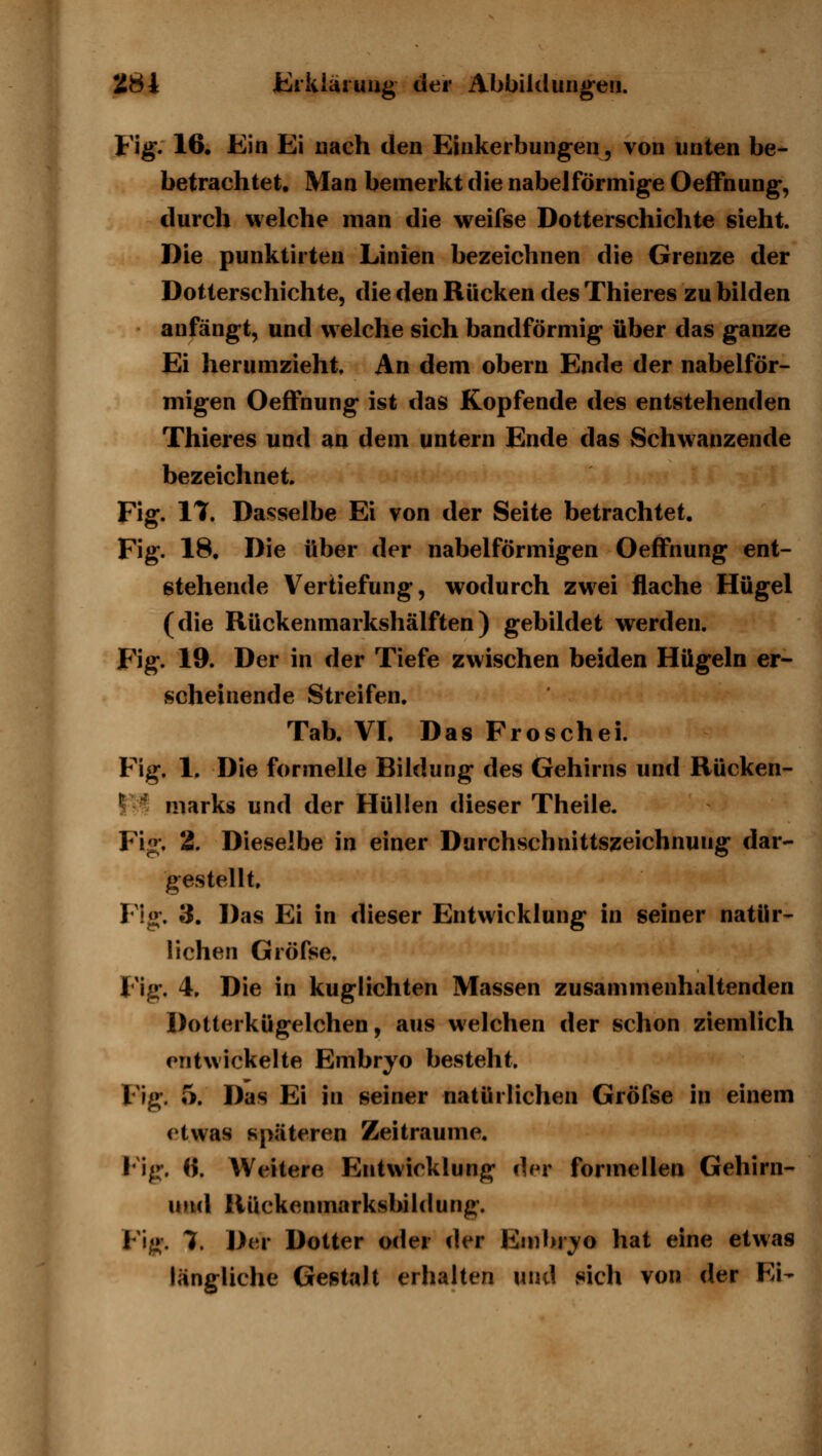 Fig. 16. Ein Ei nach den Einkerbungen^ von unten be- betrachtet. Man bemerkt die nabeiförmige Oeffnung, durch welche man die weifse Dotterschichte sieht. Die punktirten Linien bezeichnen die Grenze der Dotterschichte, die den Rücken des Thieres zu bilden anfängt, und welche sich bandförmig über das ganze Ei herumzieht An dem obern Ende der nabeiför- migen Oeffnung ist das Kopfende des entstehenden Thieres und an dem untern Ende das Schwanzende bezeichnet. Fig. 11. Dasselbe Ei von der Seite betrachtet. Fig. 18. Die über der nabeiförmigen Oeffnung ent- stehende Vertiefung, wodurch zwei flache Hügel (die Rückenmarkshälften) gebildet werden. Fig. 19. Der in der Tiefe zwischen beiden Hügeln er- scheinende Streifen. Tab. VI. Das Froschei. Fig. 1. Die formelle Bildung des Gehirns und Rücken- I - niarks und der Hüllen dieser Theile. Fig*. 2. Dieselbe in einer Durchschnittszeichnung dar- gestellt. Fig. 3. Das Ei in dieser Entwicklung in seiner natür- lichen Gröfse. Fig. 4. Die in kuglichten Massen zusammenhaltenden Dotterkügelchen, aus welchen der schon ziemlich entwickelte Embryo bestellt. Fig. 5. Das Ei in seiner natürlichen Gröfse in einem etwas späteren Zeiträume, Mg. ({. Weitere Entwicklung d^r formellen Gehirn- und llUckenmarksbildung. Fig. 7. Der Dotter oder der Embryo hat eine etwas längliche Gestalt erhalten und sich von der Ei-