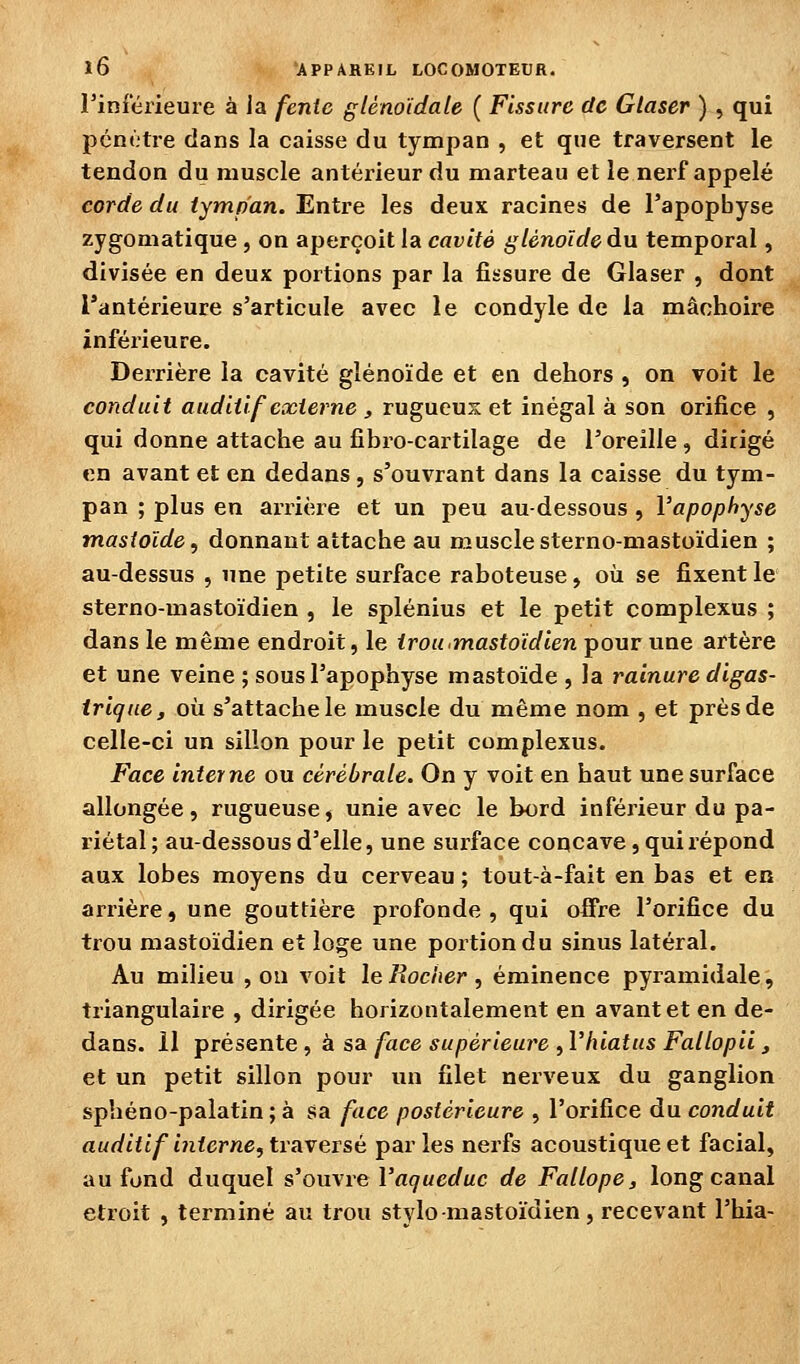 rinierieure à ia fente glènoïdale ( Fissure de Gtaser ) , qui pcnc.'tre dans la caisse du tympan , et que traversent le tendon du muscle antérieur du marteau et le nerf appelé corde du tympan. Entre les deux racines de l'apopbyse zygomatique , on aperçoit la cavité glénoïde du temporal, divisée en deux portions par la fissure de Glaser , dont l'antérieure s'articule avec le condyle de la mâchoire inférieure. Derrière la cavité gîénoïde et en dehors , on voit le conduit auditif externe , rugueux et inégal à son orifice , qui donne attache au fîbro-cartilage de Toreille , dirigé en avant et en dedans , s'ouvrant dans la caisse du tym- pan ; plus en arrière et un peu au-dessous , l'apophyse mastoïde, donnant attache au muscle sterno-mastoïdien ; au-dessus , une petite surface raboteuse, où se fixent le sterno-ïnastoïdien , le splénius et le petit complexus ; dans le même endroit, le irouiinastoïdien pour une artère et une veine ; sous l'apophyse mastoïde , la rainure digas- iriqucj où s'attache le muscle du même nom , et près de celle-ci un sillon pour le petit complexus. Face interne ou cérébrale. On y voit en haut une surface allongée, rugueuse, unie avec le bord inférieur du pa- riétal; au-dessous d'elle, une surface concave, qui répond aux lobes moyens du cerveau ; tout-à-fait en bas et en arrière, une gouttière profonde, qui offre l'orifice du trou mastoïdien et loge une portion du sinus latéral. Au milieu , ou voit le Rocher, éminence pyramidale, triangulaire , dirigée horizontalement en avant et en de- dans. 11 présente , à sa face supérieure , Vhiatus Fallopii , et un petit sillon pour un filet nerveux du ganglion sphéno-palatin ; à sa face postérieure , l'orifice du conduit auditif interne, traversé parles nerfs acoustique et facial, au fond duquel s'ouvre l'a^Mcr/uc de Fallope, long canal étroit , terminé au trou stylo-mastoïdien, recevant l'hia-