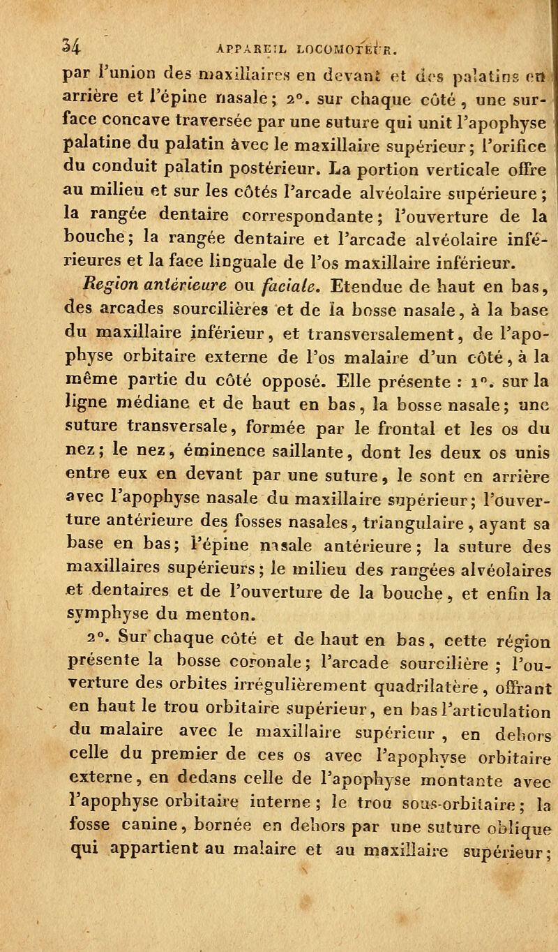 par l'union des maxillaires en devant et des palatins ert i arrière et l'épine nasale; a», sur chaque côté, une sur- face concave traversée par une suture qui unit l'apophyse palatine du palatin avec le maxillaire supérieur; l'orifice du conduit palatin postérieur. La portion verticale offre au milieu et sur les côtés l'arcade alvéolaire supérieure; la rangée dentaire correspondante; l'ouverture de la bouche; la rangée dentaire et l'arcade alvéolaire infé- rieures et la face linguale de l'os maxillaire inférieur. Région antérieure ou faciale. Etendue de haut en bas, des arcades sourcilières et de ïa bosse nasale, à la base du maxillaire inférieur, et transversalement, de l'apo- physe orbitaire externe de l'os malaire d'un côté, à la même partie du côté opposé. Elle présente : i. sur la ligne médiane et de haut en bas, la bosse nasale ; une suture transversale, formée par le frontal et les os du nez; le nez, éminence saillante, dont les deux os unis entre eux en devant par une suture, le sont en arrière avec l'apophyse nasale du maxillaire supérieur; l'ouver- ture antérieure des fosses nasales, triangulaire, ayant sa base en bas; l'épine msale antérieure; la suture des maxillaires supérieurs ; le milieu des rangées alvéolaires et dentaires et de l'ouverture de la bouche, et enfin la symphyse du menton. 2°. Sur chaque côté et de haut en bas, cette région présente la bosse coronale ; l'arcade sourcilière ; l'ou- verture des orbites irrégulièrement quadrilatère, offrant en haut le trou orbitaire supérieur, en bas l'articulation du malaire avec le maxillaire supérieur , en dehors celle du premier de ces os avec l'apophyse orbitaire externe, en dedans celle de l'apophyse montante avec l'apophyse orbitaire interne ; le trou sous-orbiiaire ; la fosse canine, bornée en dehors par une suture oblique qui appartient au malaire et au maxillaire supérieur;