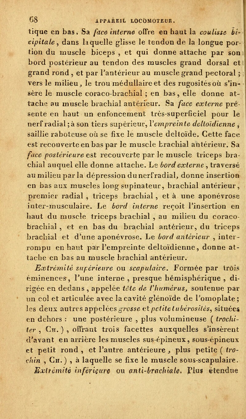 tique en bas. Sa face interne offre en haut la coulisse ii' eipitate, dans laquelle glisse le tendon de la longue por- tion du muscle biceps , et qui donne attache par soni bord postérieur au tendon des muscles grand dorsal ett grand rond , et par l'antérieur au muscle grand pectoral ; ; vers le milieu ^ le trou médullaire et des rugosités où s'in- sère le muscle coraco-brachial ; en bas, elle donne at- tache au muscle biachial antérieur. Sa face externe pré^- sente en haut un enfoncement très-superficiel pour le nerf radial ; à son tiers supérieur, Vempreinte dcUoldienne , saillie raboteuse où se fixe le muscle deltoïde. Cette face est recouverte en bas par le muscle brachial antérieur. Sa face postérieure est recouverte par le muscle triceps bra- chial auquel elle donne attache. Le bord externe, traversé au milieu par la dépression du nerfradial^ donne insertion en bas aus muscles long supinateur, brachial antérieur, premier radial , triceps brachial, et à une aponévrose inter-musculaire. Le bord interne reçoit l'insertion en haut du muscle triceps brachial , au milieu du coraco- brachial , et en bas du brachial antérieur, du triceps brachial et d'une aponévrose. Le bord antérieur , inter- rompu en haut par l'empreinte deltoïdienne, donne at- tache en bas au muscle brachial antérieur. Extrémité supérieure ou scapulairc. Formée par trois éminences, l'une interne , presque hémisphérique , di- rigée en dedans , appelée tête de l'humerus^ soutenue par un col et articulée avec la cavité glénoïde de l'omoplate; les deux antrvs appelées pvsse et petite t ubérositès^ situées en dehors : une postérieure , plus volumineuse ( troclii- ier , Gh. ) , offrant trois facettes auxquelles s'insèrent d'avant en arrière les muscles sus-épineux, sous-épineux et petit rond , et l'autre antérieure ^ plus petite ( fro- chin , Gh.) , à laquelle se fixe le muscle sous-scapulaire. Exifémité infériçur$ ou anti-brachiale, plus étendue