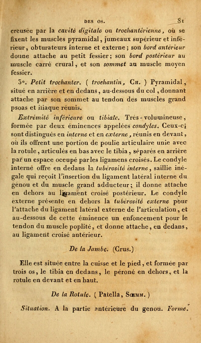 creusée par la cavité digitale ou trochaniéricnne, où se fixent les muscles pyramidal, jumeaux supérieur et infé- rieur, obturateurs interne et externe; son bord antérieur donne attache au petit fessier; son bord postérieur au muscle carré crural, et son sommet au muscle moyen fessier. 5°. Petit trochanter. ( troehantin, Ch. ) Pyramidal, situé en arrière et en dedans, au-dessous du col, donnant attache par son sommet au tendon des muscles grand psoas et iliaque réunis. Extrémité inférieure ou tibiate. Très-volumineuse, formée par deux éminences appelées condyles. Ceux-ci sont distingués en interne et en externe, réunis en devant, où ils offrent une portion de poulie articulaire unie avec la rotule, articulés en bas avec le tibia , séparés en arrière par un espace occupé parles ligamens croisés. Le condyle interne offre en dedans la tubérosité interne, saillie iné- gale qui reçoit Tinsertion du ligament latéral interne du genou et du muscle grand adducteur; il donne attache en dehors au ligament croisé postérieur. Le condyle externe présente en dehors la tubérosité externe pour l'attache du ligament latéral externe de l'articulation, et au-dessous de cette éminence un enfoncement pour le tendon du muscle poplité, et donne attache, en dedans, au ligament croisé antérieur. De ta Jambe. (Crus.) Elle est située entre la cuisse et le pied, et formée par trois os, le tibia en dedans, le péroné en dehors, et la rotule en devant et en haut. De la Rotule. { Patellà, Scemm. ) Situation. A la partie ^îiitérieure du genou. Forme,