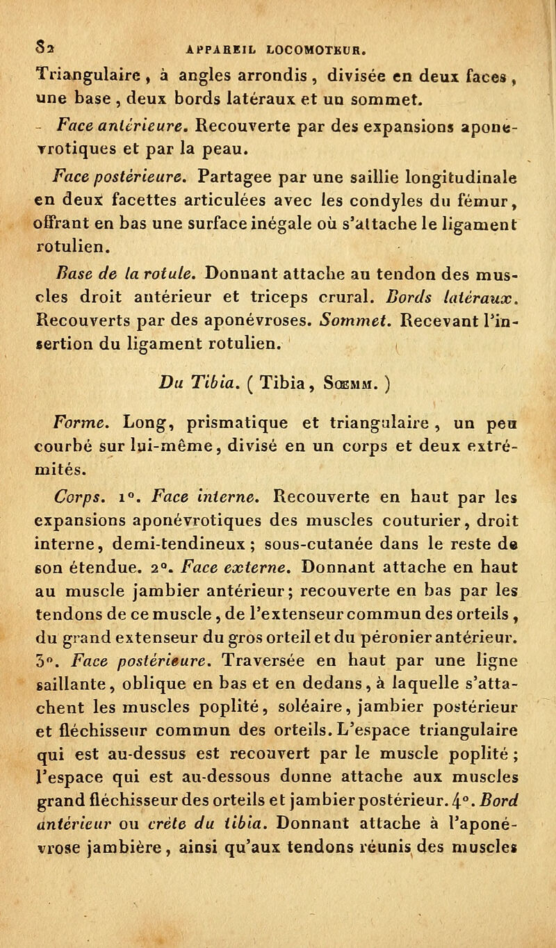 Triangulaire , à angles arrondis , divisée en deux faces , une base , deux bords latéraux et un sommet. ^ Face anlcrieure. Recouverte par des expansions apone- Trotiques et par la peau. Face postérieure. Partagée par une saillie longitudinale en deux! facettes articulées avec les condyles du fémur, offrant en bas une surface inégale où s'altache le ligament rotulien. Base de la rotule. Donnant attache au tendon des mus- cles droit antérieur et triceps crural. Bords latéraux. Recouverts par des aponévroses. Sommet. Recevant l'in- sertion du ligament rotulien. Du Tibia. ( Tibia, Soemm. ) Forme. Long, prismatique et triangulaire, un pea courbé sur lui-même, divisé en un corps et deux extré- mités. Corps. 1°. Face interne. Recouverte en haut par les expansions aponévrotiques des muscles couturier, droit interne, demi-tendineux; sous-cutanée dans le reste de 6on étendue. 2°. Face externe. Donnant attache en haut au muscle jambier antérieur; recouverte en bas par les tendons de ce muscle, de l'extenseur commun des orteils , du grand extenseur du gros orteil et du péronier antérieur. 3. Face postérieure. Traversée en haut par une ligne saillante, oblique en bas et en dedans, à laquelle s'atta- chent les muscles poplité, soléaire, jambier postérieur et fléchisseur commun des orteils. L'espace triangulaire qui est au-dessus est recouvert par le muscle poplité ; l'espace qui est au-dessous donne attache aux muscles grand fléchisseur des orteils et jambier postérieur. 4°. Bord antérieur ou crête du tibia. Donnant attache à l'aponé- vrose jambière, ainsi qu'aux tendons réunis des muscles