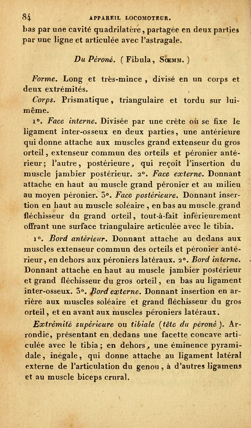 bas par une cavité quadrilatère, partagée en deux parties par une ligne et articulée avec l'astragale. Du Péroné. (Fibula, Scemm. ) Forme. Long et très-mince , divisé en un corps et deux extrémités. Corps. Prismatique, triangulaire et tordu sur lui- même. 1°. Face interne. Divisée par une crête où se fixe le ligament inter-osseux en deux parties, une antérieure qui donne attache aux muscles grand extenseur du gros orteil, extenseur commun des orteils et péronier anté- rieur ; l'autre, postérieure, qui reçoit l'insertion du muscle jambier postérieur. 2°. Face externe. Donnant attache en haut au muscle grand péronier et au milieu au moyen péronier. 3°. Face postérieure. Donnant inser- tion en haut au muscle soléaire , en bas au muscle,grand fléchisseur du grand orteil, tout-à-fait inférieurement offrant une surface triangulaire articulée avec le tibia. 1°. Bord antérieur. Donnant attache au dedans aux muscles extenseur commun des orteils et péronier anté- rieur, en dehors aux péroniers latéraux. 2°. Bord interne. Donnant attache en haut au muscle jambier postérieur et grand fléchisseur du gros orteil, en bas au ligament inter-osseux. 3°. Pord eocterne. Donnant insertion en ar- rière aux muscles soléaire et grand fléchisseur du gros orteil, et en avant aux muscles péroniers latéraux. Extrémité supérieure ou tibiale (tête du péroné). Ar- rondie, présentant en.dedans une facette concave arti- culée avec le tibia; en dehors^ une éminence pyrami- dale , inégale, qui donne attache au ligament latéral externe de l'articulation du genou , à d'autres ligamens et au muscle biceps crural.