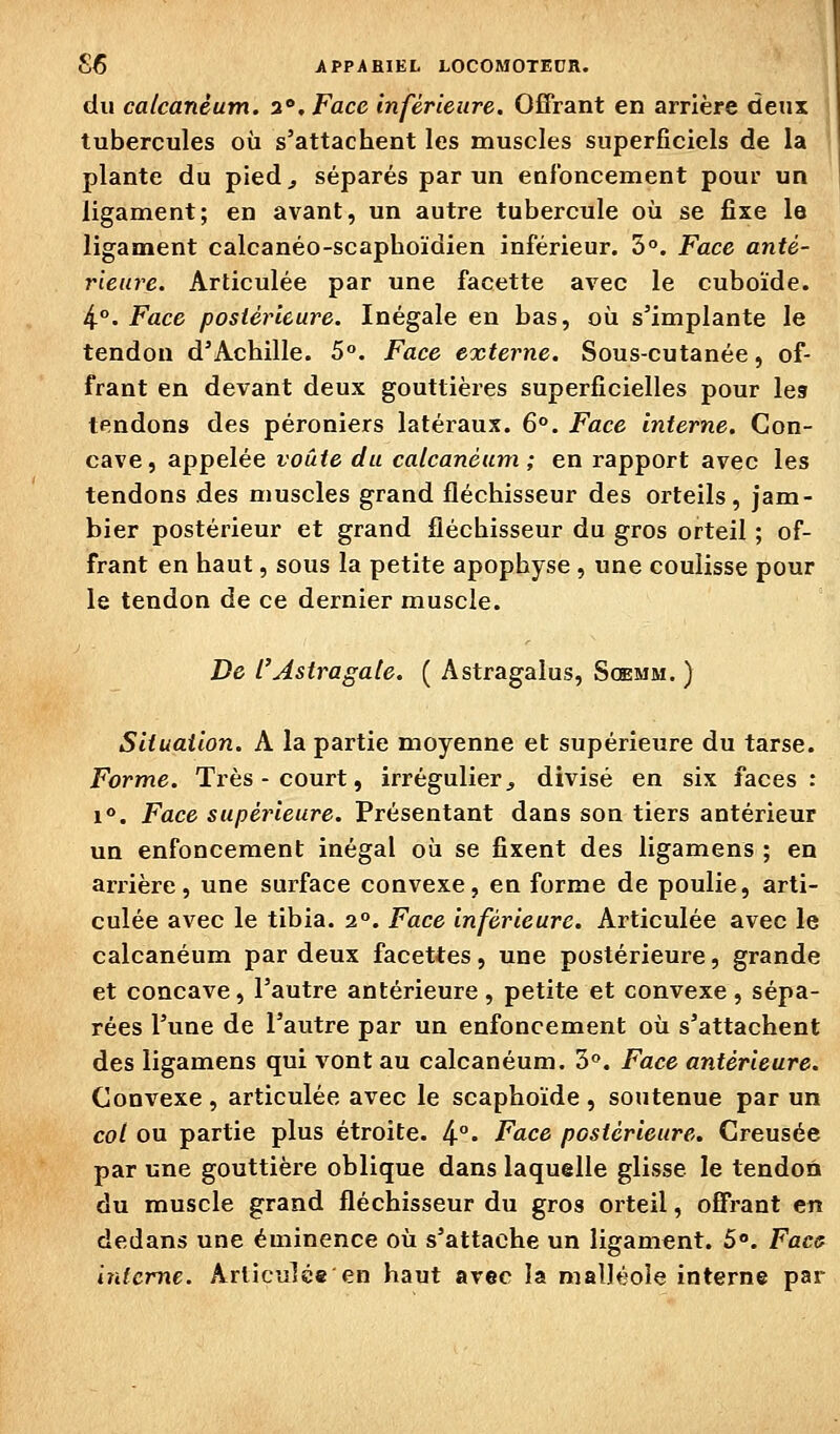 £6 J^PPABIEL LOCOMOTEDR. du calcanéum. 2, Face inférieure. OfiPrant en arrière deux i tubercules où s'attachent les muscles superficiels de la 1 plante du pied^ séparés par un enfoncement pour un ligament; en avant, un autre tubercule où se fixe le ligament calcanéo-scaphoïdien inférieur. 3°. Face anté- rieure. Articulée par une facette avec le cuboïde. 4°. Face postérieure. Inégale en bas, où s'implante le tendon d'Achille. 5°. Face externe. Sous-cutanée, of- frant en devant deux gouttières superficielles pour les tendons des péroniers latéraux. 6°. Face interne. Con- cave, appelée voûte du calcanéum ; en rapport avec les tendons des muscles grand fléchisseur des orteils, jam- bier postérieur et grand fléchisseur du gros orteil ; of- frant en haut, sous la petite apophyse, une coulisse pour le tendon de ce dernier muscle. De l'Astragale. ( Astragaius, Soemm. ) Situation. A la partie moyenne et supérieure du tarse. Forme. Très - court, irrégulier ^ divisé en six faces : I». Face supérieure. Présentant dans son tiers antérieur un enfoncement inégal où se fixent des ligamens ; en arrière, une surface convexe, en forme de poulie, arti- culée avec le tibia. 2°. Face inférieure. Articulée avec le calcanéum par deux facettes, une postérieure, grande et concave, l'autre antérieure , petite et convexe , sépa- rées l'une de l'autre par un enfoncement où s'attachent des ligamens qui vont au calcanéum. S. Face antérieure. Convexe , articulée avec le scaphoïde , soutenue par un col ou partie plus étroite. ^°. Face postérieure. Creusée par une gouttière oblique dans laquelle glisse le tendon du muscle grand fléchisseur du gros orteil, oËfrant en dedans une éminence où s'attache un ligament. 5°. Facs interne. Articulée en haut arec la malléole interne par