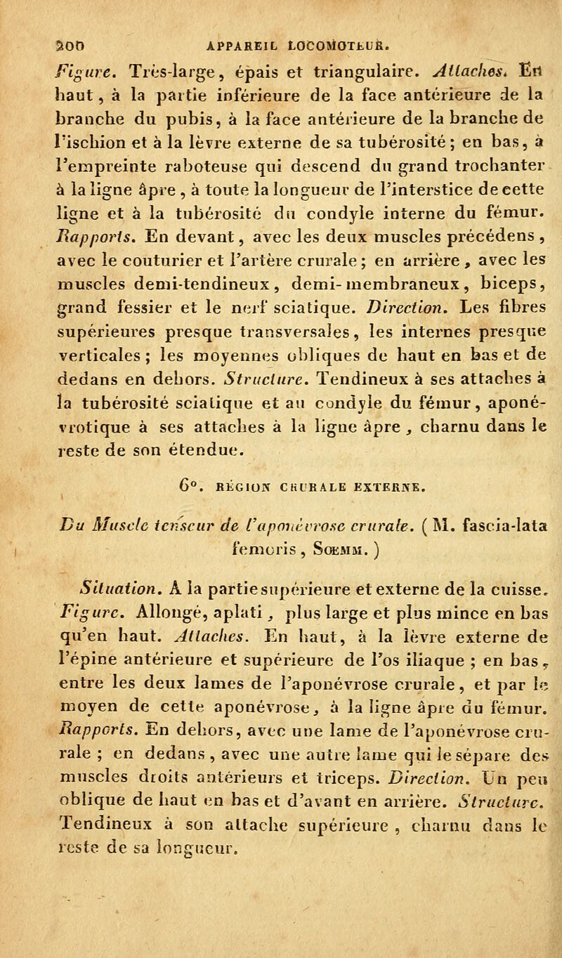 figure. Très-large, épais et triangulaire. AllacheSé Ert haut, à la partie inférieure de la face antérieure de la branche du pubis, à la face antérieure de la branche de l'ischion et à la lèvre externe de sa tubérosité; en bas, à l'empreinte raboteuse qui descend du grand trochanter à la ligne âpre , à toute la longueur de l'interstice de cette ligne et à la tubérosité du condyle interne du fémur. Rapports. En devant, avec les deux muscles précédens , avec le couturier et l'artère crurale ; en arrière , avec les muscles demi-tendineux , demi-membraneux, biceps, grand fessier et le nerf scia tique. Direction. Les fibres supérieures presque transversales, les internes presque verticales ; les moyennes obliques de haut en bas et de dedans en dehors. Structure. Tendineux à ses attaches à la tubérosité scialique et au condyle du fémur, aponé- vrotique à ses attaches à la ligue âpre , charnu dans le reste de son étendue. 6°. BÉGIOJV CHL'KALE EXTERNE. Du Muscle tenseur de l'apoiicvrosc crurale. ( M. fascia-lata femoris, SœMM, ) Situation. A la partie supérieure et externe de la cuisse. Figure. Allongé, aplati, plus large et plus mince en bas qu'en haut. Atiaehcs. En haut, à la lèvre externe de l'épine antérieure et supéi-ieure de l'os iliaque ; en bas^ entre les deux lames de l'aponévrose crurale, et par le moyen de celle aponévrose, à la ligne âpre du fémur. Rapports. En dehors, avec une lame de l'aponévrose cru- rale ; en dedans , avec une autre lame qui le sépare des muscles droits antérieurs et triceps. Direction. Un peu oblique de haut en bas et d'avant en arrière. Structure. Tendineux à son attache supérieure , chainu dans le reste de sa longueur.