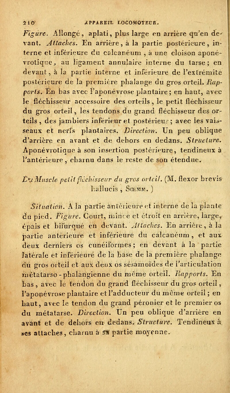 510' ÀPPARUTL LOCOMOTKCB. Figure. Allongé, aplati, plus large en arrière qu'en de-^ vant. Attaches. En arrière, à la partie postérieure, in- terne et inférieure du cslcanéum , à une cloison aponé- vrotiqne^ au ligament annulaire interne du tarse; en devant, à la partie interne et inférieure de l'extrémité postérieure de la première phalange du gros orteil. Rap- ports. En bas avec l'aponévrose plantaire ; en haut, avec le fléchisseur accessoire des orteils, le petit fléchisseur du gros orteil, les tendons du grand fléchisseur des or- teils , des jambiers inférieur et postérieu:-- ; avec les vais- seaux et nerfs plantaires. Direction. Un peu oblique d'arrière en avant et de dehors en dedans. Structure. Aponévrotique à son insertion postérieure, tendineux à l'antérieure, charnu dans le reste de son étendue. '^ici/. (M. flexor brevis L*^ Muscle petit ficchisseur du gros ortc l-.allucis , ScîiMM. ) Situation. A la partie antérieure et interne de la plante du pied. Figure. Court, mince et étroit en arrière, large^ épais et bifurqué en àcvaut. Jtlâches. En arrière, à la partie antérieure et inférieure du calcanéuni , et aux deux derniers os cunéiformes ; en devant à la partie latérale et inférieure de la base de la première phalange du gros orteil et aux deux os sésamoïdes de l'articulation métatarse-phalangienne du même orteil. Rapports. En bas , avec le tendon du grand fléchisseur du gros orteil, l'aponévrose plantaire et l'adducteur du même orteil; en haut, avec le tendon du grand péronier et le premier os du métatarse. Direction. Un peu oblique d'arrière en avant et de dehors en dedans. Structure. Tendineux à SCS attaches, charnu à S'a partie moyenne.