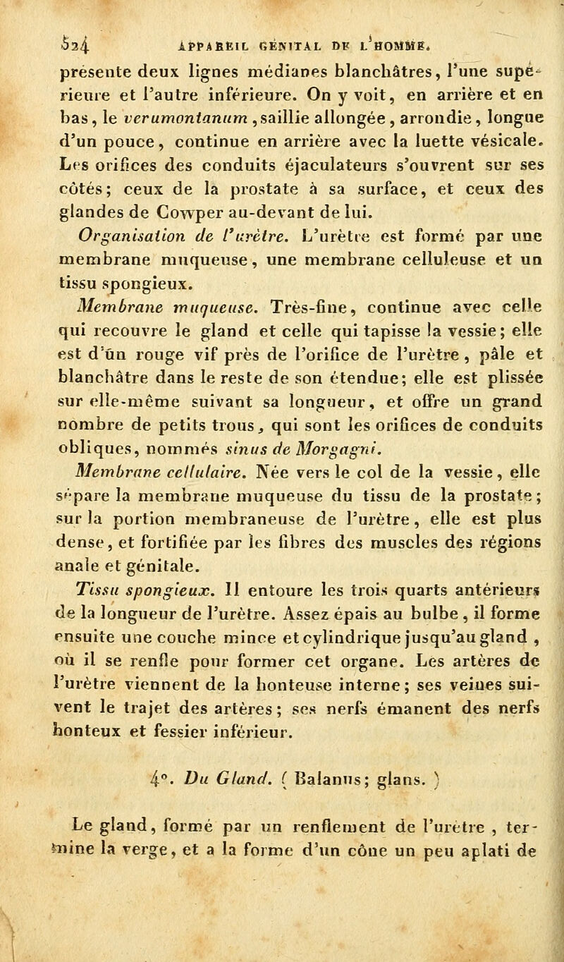 présente deux lignes médianes blanchâtres, l'une supé- rieure et l'autre inférieure. On y voit, en arrière et en bas, le verumontaniim , saillie allongée , arrondie , longue d'un pouce, continue en arrière avec la luette vésicale. Les orifices des conduits éjaculateurs s'ouvrent sur ses côtés; ceux de la prostate à sa surface, et ceux des glandes de Cowper au-devant de lui. Organisation de l'urètre. L'urètre est formé par une membrane muqueuse, une membrane celluleuse et un tissu spongieux. Membrane muqueuse. Très-fine, continue avec celle qui recouvre le gland et celle qui tapisse la vessie; elle est d'un rouge vif près de l'orifice de l'urètre , pâle et blanchâtre dans le reste de son étendue; elle est plissée sur elle-même suivant sa longueur, et offre un grand nombre de petits trous, qui sont les orifices de conduits obliques, nommés sinus de Morgagni. Membrane cellulaire. Née vers le col de la vessie, elle sépare la membrane muqueuse du tissu de la prostate; sur la portion membraneuse de l'urètre, elle est plus dense, et fortifiée par les fibres des muscles des régions anale et génitale. Tissu spongieux. Il entoure les trois quarts antérieurfî de la longueur de l'urètre. Assez épais au bulbe , il forme ensuite une couche mince et cylindrique jusqu'au gland , où il se renfle pour former cet organe. Les artères d€ l'urètre viennent de la honteuse interne; ses veines sui- vent le trajet des artères ; ses nerfs émanent des nerfs honteux et fessier inférieur. 4. Du Gland. ( Balanus; glans. ) Le gland, formé par un renflement de l'urètre , ter- ïnine la verge, et a la forme d'un cône un peu aplati de