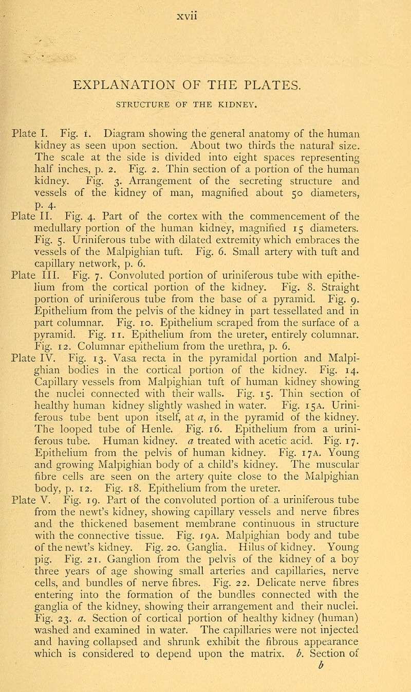 XVll EXPLANATION OF THE PLATES. STRUCTURE OF THE KIDNEY. Plate I. Fig. i. Diagram showing the general anatomy of the human kidney as seen upon section. About two thirds the natural size. The scale at the side is divided into eight spaces representing half inches, p. 2. Fig. 2. Thin section of a portion of the human kidney. Fig. 3. Arrangement of the secreting structure and vessels of the kidney of man, magnified about 50 diameters, p. 4. Plate II. Fig. 4. Part of the cortex with the commencement of the medullary portion of the human kidney, magnified 15 diameters. Fig. 5. Uriniferous tube with dilated extremity which embraces the vessels of the Malpighian tuft. Fig. 6. Small artery with tuft and capillary network, p. 6. Plate III. Fig. 7. Convoluted portion of uriniferous tube with epithe- lium from the cortical portion of the kidney. Fig. 8. Straight portion of uriniferous tube from the base of a pyramid. Fig. 9. Epithelium from the pelvis of the kidney in part tessellated and in part columnar. Fig. 10. Epithelium scraped from the surface of a pyramid. Fig. 11. Epithelium from the ureter, entirely columnar. Fig. 12. Columnar epithelium from the urethra, p. 6. Plate IV. Fig. 13. Vasa recta in the pyramidal portion and Malpi- ghian bodies in the cortical portion of the kidney. Fig. 14. Capillary vessels from Malpighian tuft of human kidney showing the nuclei connected with their walls. Fig. 15. Thin section of healthy human kidney slightly washed in water. Fig. 15a. Urini- ferous tube bent upon itself, at a^ in the pyramid of the kidney. The looped tube of Henle. Fig. 16. Epithelium from a urini- ferous tube. Human kidney, a treated with acetic acid. Fig. 17. Epithelium from the pelvis of human kidney. Fig. 17a. Young and growing Malpighian body of a child's kidney. The muscular fibre cells are seen on the artery quite close to the Malpighian body, p. 12. Fig. 18. Epithelium from the ureter. Plate V. Fig. 19. Part of the convoluted portion of a uriniferous tube from the newt's kidney, showing capillary vessels and nerve fibres and the thickened basement membrane continuous in structure Avith the connective tissue. Fig. 19A. Malpighian body and tube of the newt's kidney. Fig. 20. Ganglia. Hilus of kidney. Young pig. Fig. 21. Ganglion from the pelvis of the kidney of a boy three years of age showing small arteries and capillaries, nerve cells, and bundles of nerve fibres. Fig. 22. Delicate nerve fibres entering into the formation of the bundles connected with the ganglia of the kidney, showing their arrangement and their nuclei. Fig. 23. a. Section of cortical portion of healthy kidney (human) washed and examined in water. The capillaries were not injected and having collapsed and shrunk exhibit the fibrous appearance which is considered to depend upon the matrix, b. Section of b