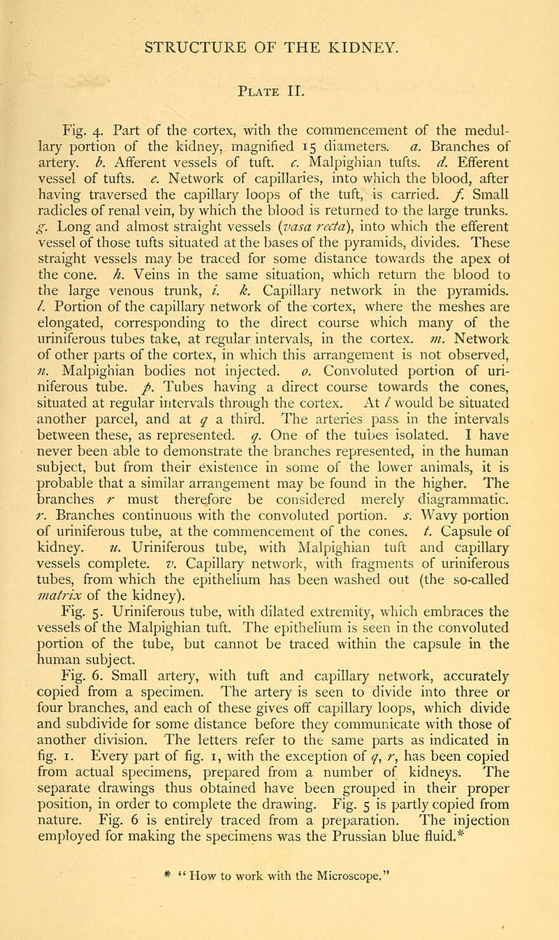 Plate II. Fig. 4. Part of the cortex, with the commencement of the medul- lary portion of the kidney, magnified 15 diameters. a. Branches of artery, b. Afferent vessels of tuft. c. Malpighian tufts, d. Efferent vessel of tufts, e. Network of capillaries, into which the blood, after having traversed the capillary loops of the tuft, is carried, f. Small radicles of renal vein, by which the blood is returned to the large trunks. g. Long and almost straight vessels [vasa recta), into which the efferent vessel of those lufts situated at the bases of the pyramids, divides. These straight vessels may be traced for some distance towards the apex oi the cone. h. Veins in the same situation, which return the blood to the large venous trunk, i. k. Capillary network in the pyramids. /. Portion of the capillary network of the -cortex, where the meshes are elongated, corresponding to the direct course which many of the uriniferous tubes take, at regular intervals, in the cortex, m. Network of other parts of the cortex, in which this arrangement is not observed, n. Malpighian bodies not injected. 0. Convoluted portion of uri- niferous tube. /. Tubes having a direct course towards the cones, situated at regular intervals through the cortex. At / would be situated another parcel, and at ^ a third. The arteries pass in the intervals between these, as represented, q. One of the tubes isolated. I have never been able to demonstrate the branches represented, in the human subject, but from their existence in some of the lower animals, it is probable that a similar arrangement may be found in the higher. The branches r must therefore be considered merely diagrammatic. r. Branches continuous with the convoluted portion, s. Wavy portion of uriniferous tube, at the commencement of the cones. /. Capsule of kidney. ii. Uriniferous tube, with Malpighian tuft and capillary vessels complete, v. Capillary network, with fragments of uriniferous tubes, from which the epithelium has been washed out (the so-called mati'ix of the kidney). Fig. 5. Uriniferous tube, with dilated extremity, which embraces the vessels of the Malpighian tuft. The epithelium is seen in the convoluted portion of the tube, but cannot be traced within the capsule in the human subject. Fig. 6. Small artery, with tuft and capillary network, accurately copied from a specimen. The artery is seen to divide into three or four branches, and each of these gives off capillary loops, which divide and subdivide for some distance before they communicate with those of another division. The letters refer to the same parts as indicated in fig. I. Every part of fig. i, with the exception of ^, r, has been copied from actual specimens, prepared from a number of kidneys. The separate drawings thus obtained have been grouped in their proper position, in order to complete the drawing. Fig. 5 is partly copied from nature. Fig. 6 is entirely traced from a preparation. The injection employed for making the specimens was the Prussian blue fluid.* *  How to work with the Microscope.