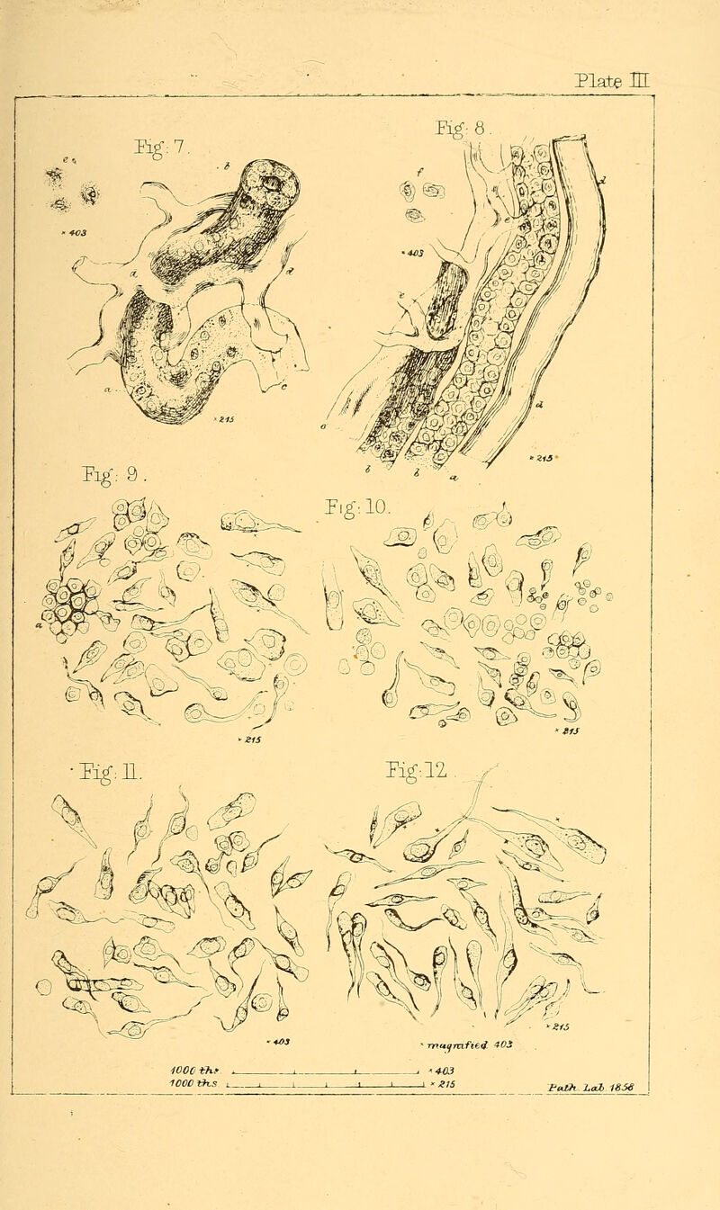 Platen [ Tlg:8. (jTwftei MS 10001?^ 1000 *^s . 'Z1S faih LaJb 1S5e