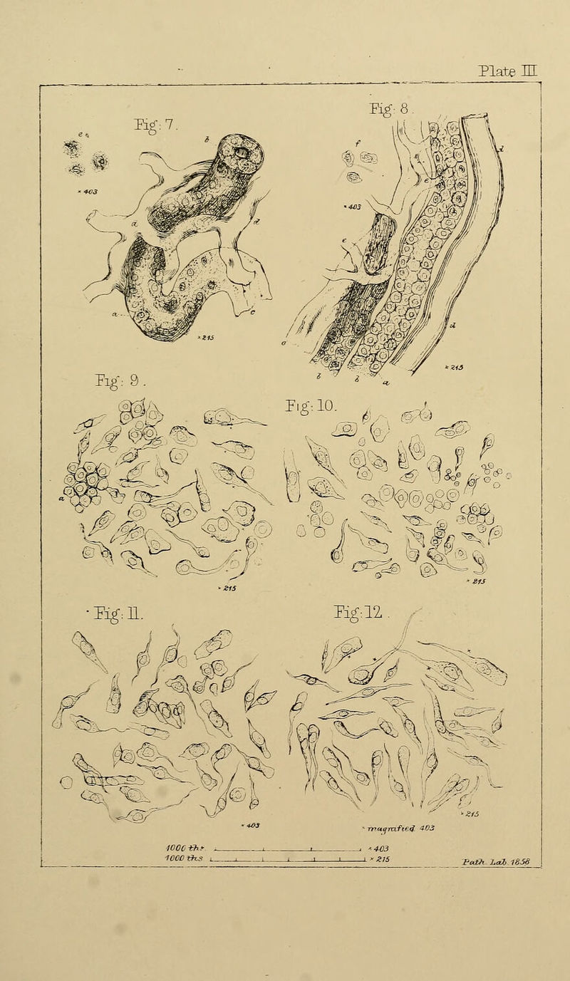 Plate IE Path LallSSe
