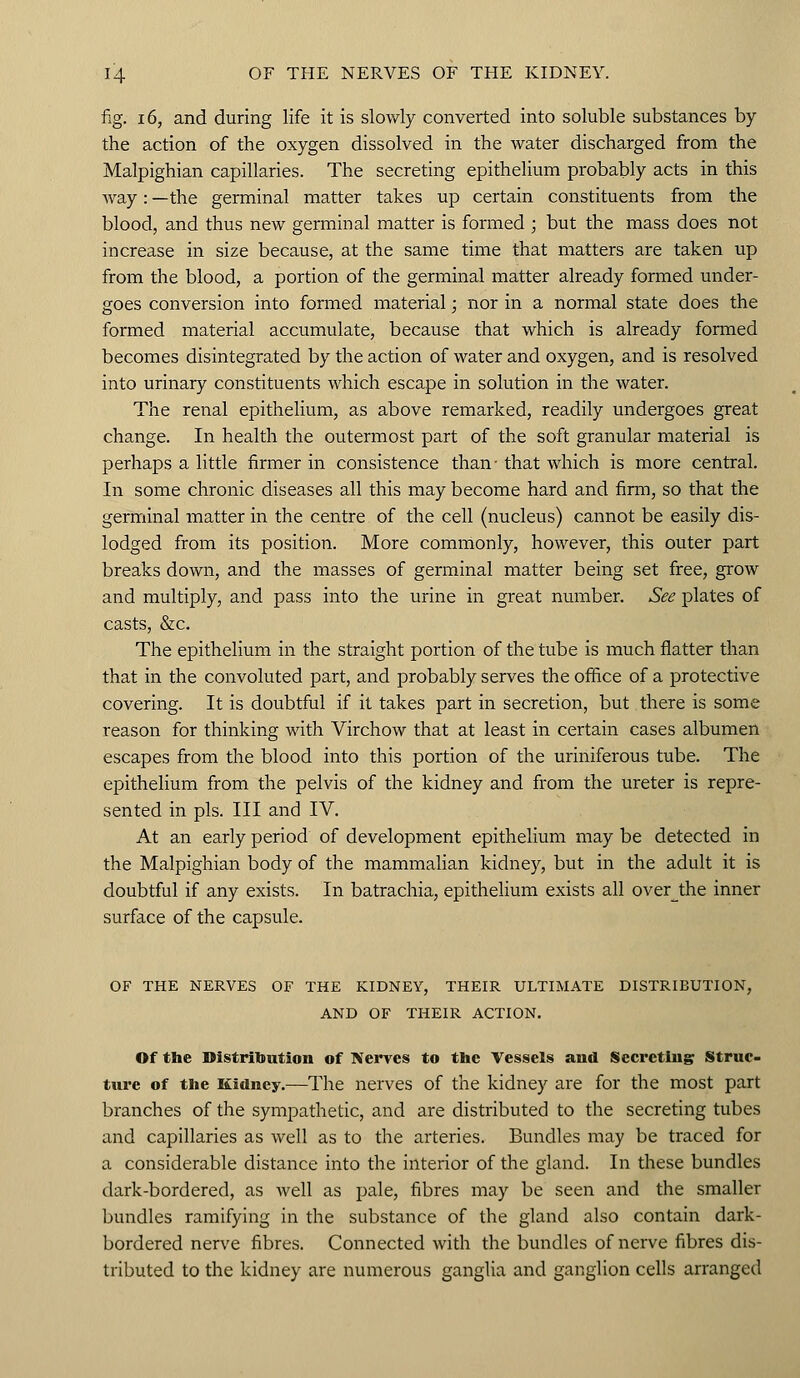 fig. 16, and during life it is slowly converted into soluble substances by the action of the oxygen dissolved in the water discharged from the Malpighian capillaries. The secreting epithelium probably acts in this way: —the germinal matter takes up certain constituents from the blood, and thus new germinal matter is formed ; but the mass does not increase in size because, at the same time that matters are taken up from the blood, a portion of the germinal matter already formed under- goes conversion into formed material; nor in a normal state does the formed material accumulate, because that which is already formed becomes disintegrated by the action of water and oxygen, and is resolved into urinary constituents which escape in solution in the water. The renal epithelium, as above remarked, readily undergoes great change. In health the outermost part of the soft granular material is perhaps a little firmer in consistence than-that which is more central. In some chronic diseases all this may become hard and firm, so that the germinal matter in the centre of the cell (nucleus) cannot be easily dis- lodged from its position. More commonly, however, this outer part breaks down, and the masses of germinal matter being set free, grow and multiply, and pass into the urine in great number. See plates of casts, &c. The epithelium in the straight portion of the tube is much flatter than that in the convoluted part, and probably serves the office of a protective covering. It is doubtful if it takes part in secretion, but there is some reason for thinking with Virchow that at least in certain cases albumen escapes from the blood into this portion of the uriniferous tube. The epithelium from the pelvis of the kidney and from the ureter is repre- sented in pis. Ill and IV. At an early period of development epithelium may be detected in the Malpighian body of the mammalian kidney, but in the adult it is doubtful if any exists. In batrachia, epithelium exists all overthe inner surface of the capsule. OF THE NERVES OF THE KIDNEY, THEIR ULTIMATE DISTRIBUTION, AND OF THEIR ACTION. Of the Distribution of Nerves to the Vessels and Secreting Struc- ture of the Kidney.—The nerves of the kidney are for the most part branches of the sympathetic, and are distributed to the secreting tubes and capillaries as well as to the arteries. Bundles may be traced for a considerable distance into the interior of the gland. In these bundles dark-bordered, as Avell as pale, fibres may be seen and the smaller bundles ramifying in the substance of the gland also contain dark- bordered nerve fibres. Connected with the bundles of nerve fibres dis- tributed to the kidney are numerous ganglia and ganglion cells arranged