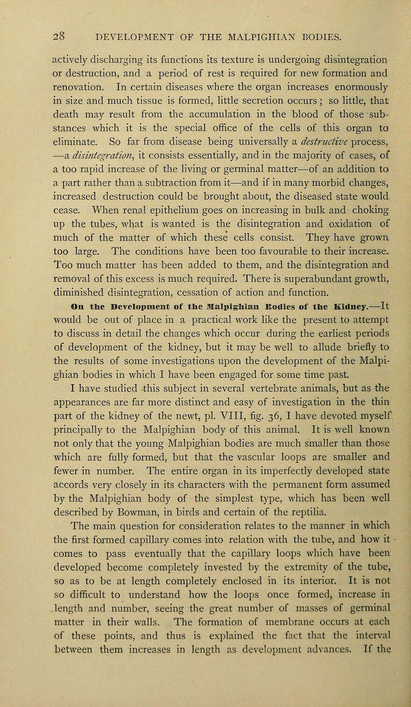 actively discharging its functions its texture is undergoing disintegration or destruction, and a period of rest is required for new formation and renovation. In certain diseases where the organ increases enormously in size and much tissue is formed, little secretion occurs; so little, that death may result from the accumulation in the blood of those sub- stances which it is the special office of the cells of this organ to eliminate. So far from disease being universally a destructive process, —a disintegration, it consists essentially, and in the majority of cases, of a too rapid increase of the living or germinal matter—of an addition to a part rather than a subtraction from it—and if in many morbid changes, increased destruction could be brought about, the diseased state would cease. When renal epithelium goes on increasing in bulk and choking up the tubes, what is wanted is the disintegration and oxidation of much of the matter of which these cells consist. They have grown too large. The conditions have been too favourable to their increase. Too much matter has been added to them, and the disintegration and removal of this excess is much required. There is superabundant growth, diminished disintegration, cessation of action and function. On the Development of the Malpighian Bodies of the Kidney.—It would be out of place in a practical work like the present to attempt to discuss in detail the changes which occur during the earliest periods of development of the kidney, but it may be well to allude briefly to the results of some investigations upon the development of the Malpi- ghian bodies in which I have been engaged for some time past. I have studied this subject in several vertebrate animals, but as the appearances are far more distinct and easy of investigation in the thin part of the kidney of the newt, pi. VIII, fig. 36, I have devoted myself principally to the Malpighian body of this animal. It is well known not only that the young Malpighian bodies are much smaller than those which are fully formed, but that the vascular loops are smaller and fewer in number. The entire organ in its imperfectly developed state accords very closely in its characters with the permanent form assumed by the Malpighian body of the simplest type, which has been well described by Bowman, in birds and certain of the reptilia. The main question for consideration relates to the manner in which the first formed capillary comes into relation with the tube, and how it comes to pass eventually that the capillary loops which have been developed become completely invested by the extremity of the tube, so as to be at length completely enclosed in its interior. It is not so difficult to understand how the loops once formed, increase in .length and number, seeing the great number of masses of germinal matter in their walls. The formation of membrane occurs at each of these points, and thus is explained the fact that the interval between them increases in length as development advances. If the