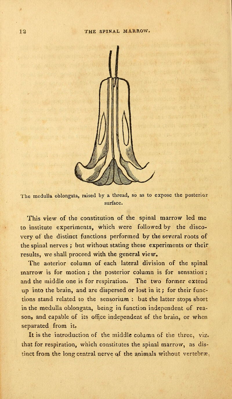 The medulla oblongata, raised by a thread, so as to expose the posterior surface. This view of the constitution of the spinal marrow led me to institute experiments, which were followed by the disco- very of the distinct functions performed by the several roots of the spinal nerves ; bat without stating these experiments or their results, we shall proceed with the general view. The anterior column of each lateral division of the spinal marrow is for motion ; the posterior column is for sensation; and the middle one is for respiration. The two former extend up into the brain, and are dispersed or lost in it; for their func- tions stand related to the sensorium : but the latter stops short in the medulla oblongata, being in function independent of rea- son, and capable of its office independent of the brain, or when separated from it» It is the introduction of the middle column of the three, viz. that for respiration, which constitutes the spinal marrow, as dis- tinct from the long central nerve of the animals without vertebras-