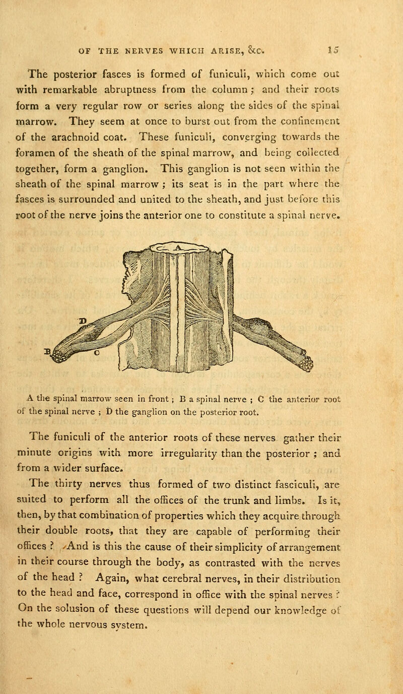 The posterior fasces is formed of funiculi, which come out with remarkable abruptness from the column ; and their roots form a very regular row or series along the sides of the spinal marrow. They seem at once to burst out from the conlinement of the arachnoid coat. These funiculi, converging towards the foramen of the sheath of the spinal marrow, and being collected together, form a ganglion. This ganglion is not seen within the sheath of the spinal marrow ; its seat is in the part where the fasces is surrounded and united to the sheath, and just before this root of the nerve joins the anterior one to constitute a spinal nerve. A the spinal marrow seen in front; B a spinal nerve ; C the anterior root of the spinal nerve ; D the ganglion on the posterior root. The funiculi of the anterior roots of these nerves gather their minute origins with more irregularity than the posterior ; and from a wider surface. The thirty nerves thus formed of two distinct fasciculi, are suited to perform all the offices of the trunk and limbs. Is it, then, by that combination of properties which they acquire through their double roots, that they are capable of performing their offices ? /And is this the cause of their simplicity of arrangement in their course through the body, as contrasted with the nerves of the head ? Again, what cerebral nerves, in their distribution to the head and face, correspond in office with the spinal nerves ? On the solusion of these questions will depend our knowledge of the whole nervous svstem.