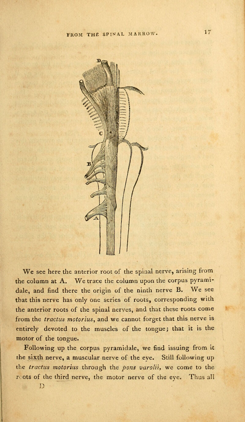 ir We see here the anterior root of the spinal nerve, arising from the colunin at A. We trace the column upon the corpus pyrami- dale, and find there the origin of the ninth nerve B. We see that this nerve has only one series of roots, corresponding with the anterior roots of the spinal nerves, and that these roots come from the tractus motorius^ and we cannot forget that this nerve is entirely devoted to the muscles of the tongue; that it is the motor of the tongue. Following up the corpus pyramidale, we find issuing from it the sixth nerve, a muscular nerve of the eye. Still following up the tractus motorius through the pons varolii, we come to the roots of the third nerve, the motor nerve of the eye. Thus all