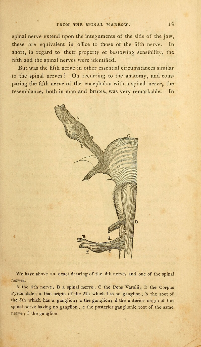 spinal nerve extend upon the integuments of the side of the jaw, these are equivalent in office to those of the fifth nerve. In short, in regard to their property of bestowing sensibility, the fifth and the spinal nerves were identified. But was the fifth nerve in other essential circumstances similar to the spinal nerves ? On recurring to the anatomy, and com- paring the fifth nerve of the encephalon with a spinal nerve, the resemblance, both in man and brutes, was very remarkable. In We have above an exact drawing' of the 5th nerve, and one of the spinal nerves. A the 5th nerve; B a spinal nerve ; C the Pons Varolii; D the Corpus Pyramidale; a that origin of the 5th vi^hich has no ganglion ; b the root of the 5th which has a ganglion; c the ganglion; d the anterior origin of the spinal nerve having no ganglion ; e the posterior ganglionic root of the same nerve ; f the ganglion.