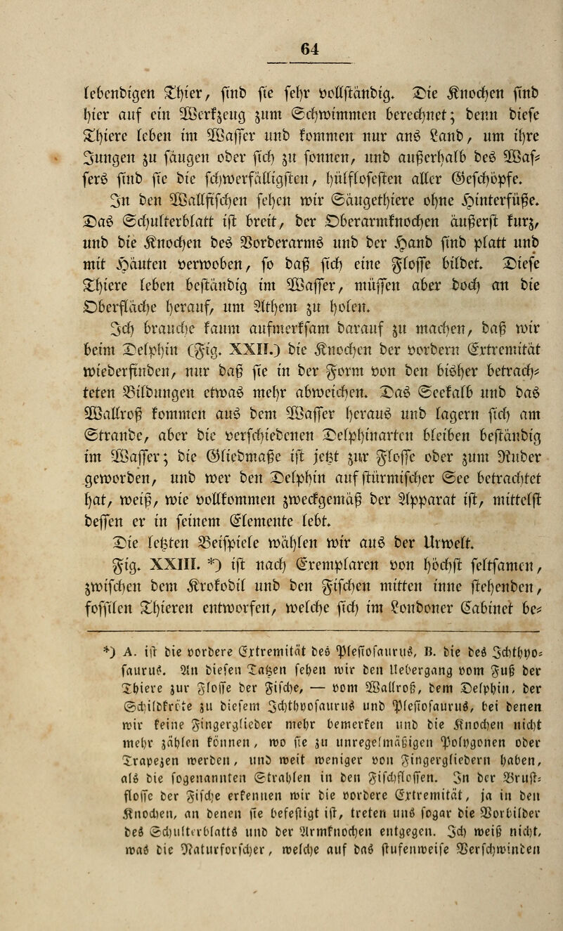 lebcnbigen £f)ier, fmb fte fefyr fceltftcmbig* Die ^nocfjen fmb fyier auf cm SßBerfjeug jum ©crjwtmmen bereitet; berat tiefe £f)iere leben im SOBafler unb fommen nur attä £anb, um ifyre jungen $u fangen ober jtcr) ju fonnen, nnb außerhalb be£ SGBaf? fer3 fmb fte bte fcfywerfalligjten, fyulffofeften aller ($efcf)bpfe. 3n ben ^altftfcfyen fefyen mir ©attgetfyiere otwe Hinterfüße* £)a$ ©cfmlterbtatt i|t breit, ber Oberarmtnocfyen anwerft fur$, unb bie Änocfyen be$ SBorberarmS nnb ber £anb finb platt nnb mtt Rauten öerwoben, fo ba$ ft'cfj eine gloffe hübet Diefe £l)iere leben beftänbig im SOöaffer, muffen aber bod) an bie Oberfläche fyerauf, um 2ltl)em $u fyoleu* 3d) brande faum aufmerffam barauf $u machen/ ba% wir beim Delphin (gig* XXXI.) bic Änocfyen ber fcorbero (ixtxemitat wieberftnben, nur ba$ fte in ber gorm fcon ben biSfyer betraf teten 25ifbungeu ctwa$ mel)r ahroeidjen. £>a$ ©eelalb unb ba$ Sßßallrog fommen au$ bem Gaffer l)erau6 unb lagern ftd) am (Straube, aber bie Dcrfrf)iebcnen Delpfyiuartcn Ueihen beftänbig im SfÖafler; bie ®üebma$e tft jefet ^nr gloffe ober ^unt Dfotber .geworben, unb tt>er ben Delpf)in auf jtürmtfcfjer @ee betrachtet f)at, weiß, wie ttotlfommen sweefgemäß ber Apparat tft, mittetf! beffen er in feinem Elemente lebt Die legten SBeifpiete wäfyten wir au£ ber Urwelt gtg. XXIII. *) ijt nadj @remplaren tton fybcfjft feltfamcn, $wifct)en bem ^rofobil unb ben giften mitten inue ftefyenben, fofftfen gieren entworfen, welche jTcf) im £ouboner ^ahinet he* *) A. tfi bie üorbere Extremität beö ^(eftofrttiruS, B. bie be$ 3cf)tfrnos frturu?. 5ln tiefen Tafeen fepen wir beu Ue'oergang com gufj ber £piere jur gfojfe ber §ifdje, — r>om ^Batlroö, bem Defppin, ber @ct)ifbfrcte ju biefem 3d)tt)ijofauru$ unb ^feflofauruä, bei benen wir feine ^inger^üeber rnepr bewerfen unb tie ^nocfyen nid)t mel)r saufen fonnen / wo fte ju unregelmäßigen 13ofwgonen ober Xrapejen werben, unb weit weniger üoii ftingergfiebern paben, a(» bie fogenannten £tral)Ien in ben gifdjfloffen. 3n ber 25ruft= floiTc ber gifdje erfenuen mir bie »orbere Extremität, ja in cen Änodjen, an benen fte befefligt ift, treten und fogar tie 93ovbÜber beä Sd)ii(ta-b(attö unb ber 2lrmfnoct)en entgegen. 3d) weift nieijt, mad bie 9?aturforfd)er, weldje auf bnö ftufenroeife ®erfct)minten