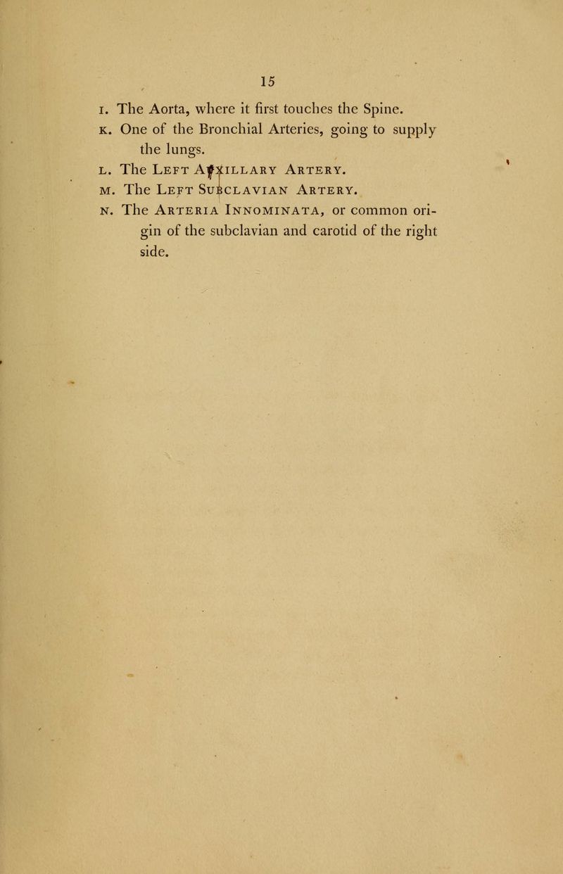 I. The Aorta, where it first touches the Spine. k. One of the Bronchial Arteries, going to supply the lungs. l. The Left Axillary Artery. m. The Left Subclavian Artery. n. The Arteria Innominata, or common ori- gin of the subclavian and carotid of the right side.