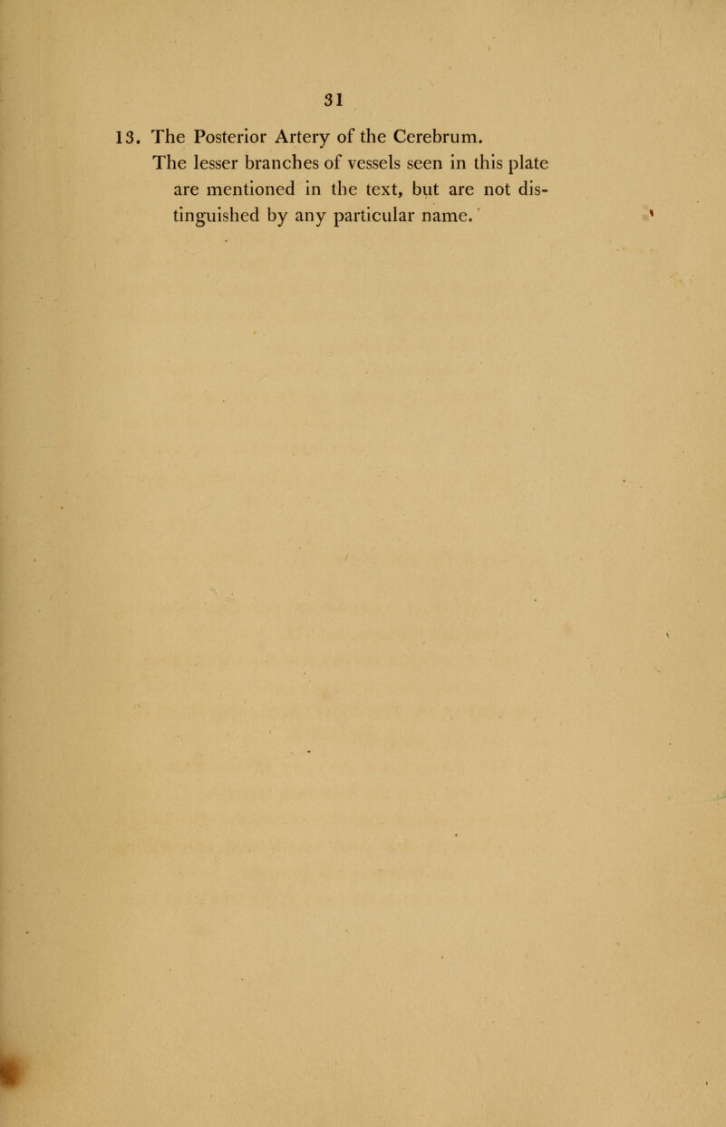 13. The Posterior Artery of the Cerebrum. The lesser branches of vessels seen in this plate are mentioned in the text, but are not dis- tinguished by any particular name.