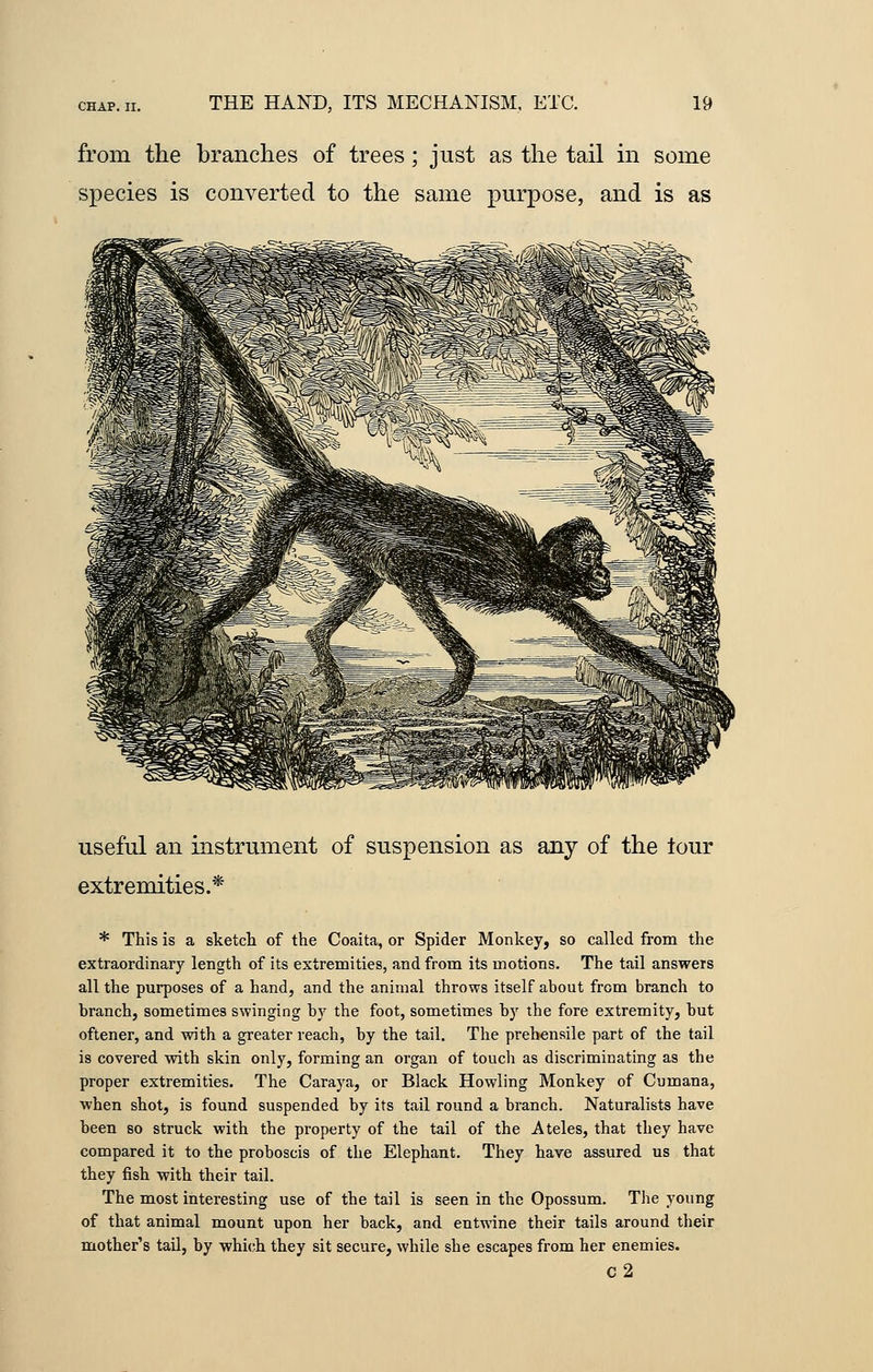 from the branches of trees; just as the tail in some species is converted to the same purpose, and is as useful an instrument of suspension as any of the lour extremities.* * This is a sketch of the Coaita, or Spider Monkey, so called from the extraordinary length of its extremities, and from its motions. The tail answers all the purposes of a hand, and the animal throws itself about from branch to branch, sometimes swinging by the foot, sometimes by the fore extremity, but oftener, and with a greater reach, by the tail. The prehensile part of the tail is covered with skin only, forming an organ of touch as discriminating as the proper extremities. The Caraya, or Black Howling Monkey of Cumana, when shot, is found suspended by its tail round a branch. Naturalists have been so struck with the property of the tail of the A teles, that they have compared it to the proboscis of the Elephant. They have assured us that they fish with their tail. The most interesting use of the tail is seen in the Opossum. The young of that animal mount upon her back, and entwine their tails around their mother's tail, by which they sit secure, while she escapes from her enemies. C2