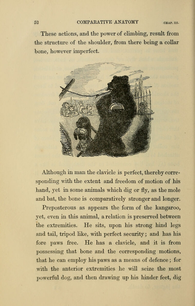 These actions, and the power of climbing, result from the structure of the shoulder, from there being a collar bone, however imperfect. Although in man the clavicle is perfect, thereby corre- sponding with the extent and freedom of motion of his hand, yet in some animals which dig or fly, as the mole and bat, the bone is comparatively stronger and longer. Preposterous as appears the form of the kangaroo, yet, even in this animal, a relation is preserved between the extremities. He sits, upon his strong hind legs and tail, tripod like, with perfect security; and has his fore paws free. He has a clavicle, and it is from possessing that bone and the corresponding motions, that he can employ his paws as a means of defence; for with the anterior extremities he will seize the most powerful dog, and then drawing up his hinder feet, dig