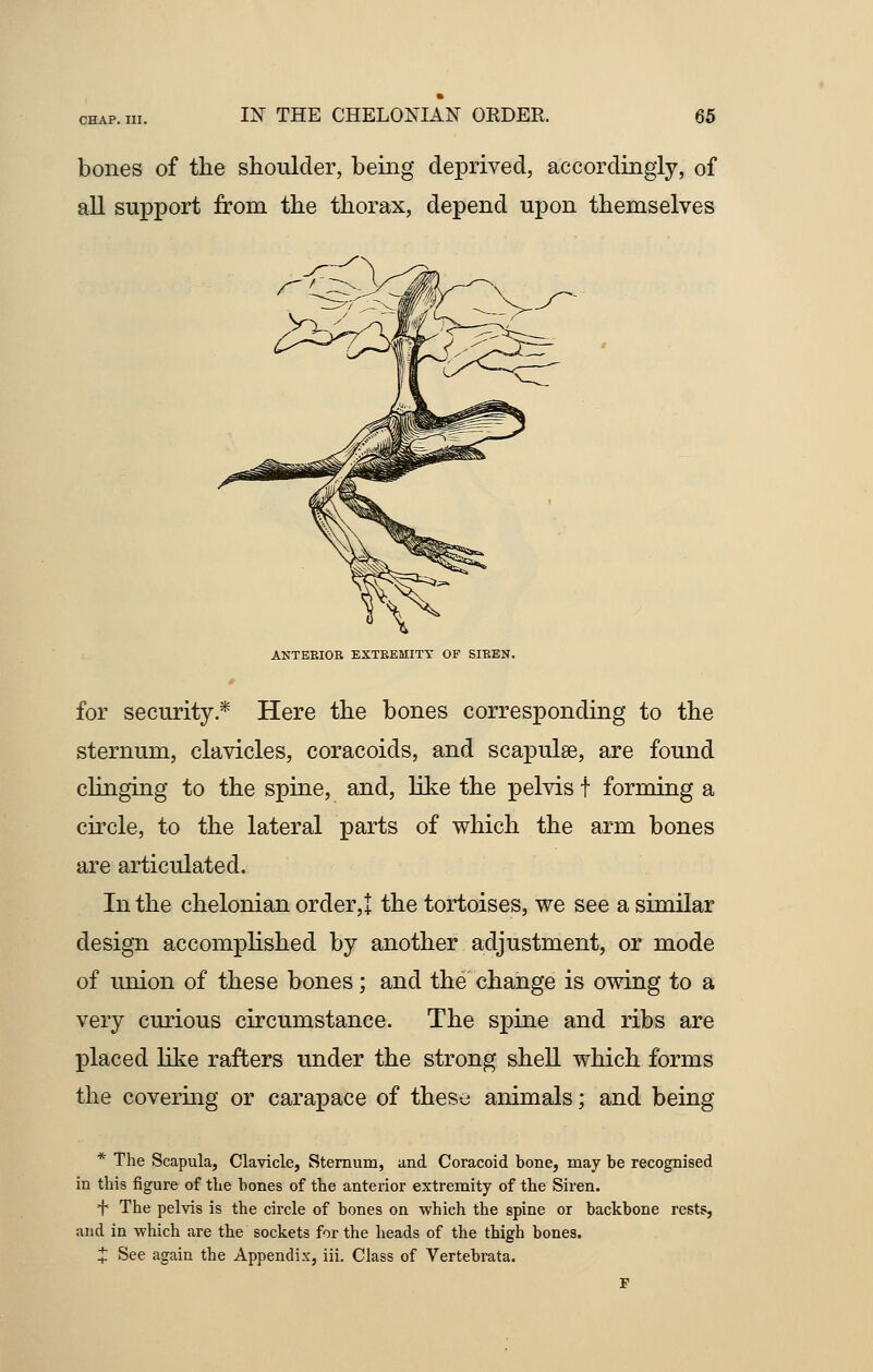 bones of the shoulder, being deprived, accordingly, of all support from the thorax, depend upon themselves ANTERIOR EXTREMITY OF SIREN. for security.* Here the bones corresponding to the sternum, clavicles, coracoids, and scapulae, are found clinging to the spine, and, like the pelvis f forming a circle, to the lateral parts of which the arm bones are articulated. In the chelonian order,! the tortoises, we see a similar design accomplished by another adjustment, or mode of union of these bones; and the change is owing to a very curious circumstance. The spine and ribs are placed like rafters under the strong shell which forms the covering or carapace of these animals; and being * The Scapula, Clavicle, Sternum, and Coracoid bone, may be recognised in this figure of the bones of the anterior extremity of the Siren. + The pelvis is the circle of bones on which the spine or backbone rests, and in which are the sockets for the heads of the thigh bones. J See again the Appendix, iii. Class of Vertebrata. F