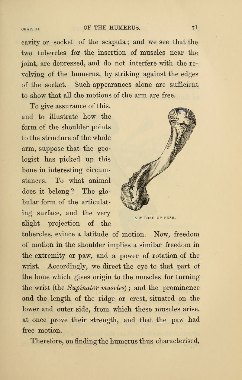 cavity or socket of the scapula; and we see that the two tubercles for the insertion of muscles near the joint, are depressed, and do not interfere with the re- volving of the humerus, by striking against the edges of the socket. Such appearances alone are sufficient to show that all the motions of the arm are free. To give assurance of this, and to illustrate how the form of the shoulder points to the structure of the whole arm, suppose that the geo- logist has picked up this bone in interesting circum- stances. To what animal does it belong? The glo- bular form of the articulat- ing surface, and the very slight projection of the tubercles, evince a latitude of motion. Now, freedom of motion in the shoulder implies a similar freedom in the extremity or paw, and a power of rotation of the wrist. Accordingly, we direct the eye to that part of the bone which gives origin to the muscles for turning the wrist (the Supinator muscles); and the prominence and the length of the ridge or crest, situated on the lower and outer side, from which these muscles arise, at once prove their strength, and that the paw had free motion. Therefore, on finding the humerus thus characterised, AEM-BONE OP BEAE.