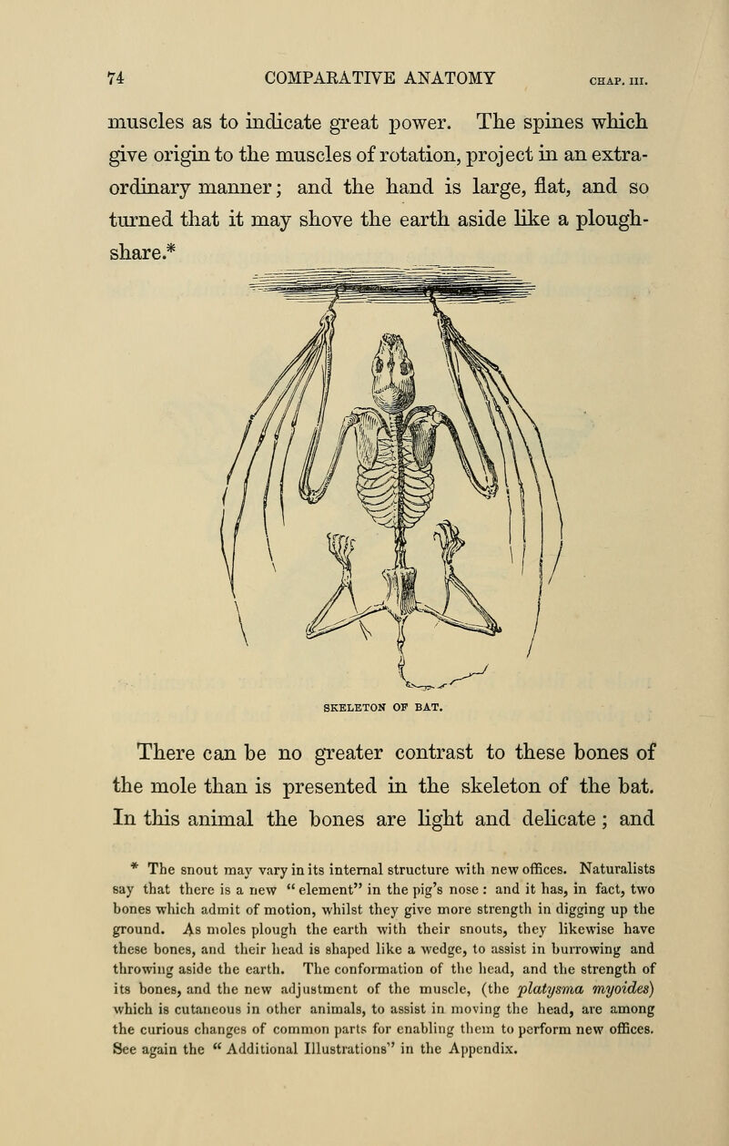 muscles as to indicate great power. The spines which give origin to the muscles of rotation, project in an extra- ordinary manner; and the hand is large, flat, and so turned that it may shove the earth aside like a plough- share.* SKELETON OP BAT. There can be no greater contrast to these bones of the mole than is presented in the skeleton of the bat. In this animal the bones are light and delicate ; and * The snout may vary in its internal structure with new offices. Naturalists say that there is a new  element in the pig's nose : and it has, in fact, two bones which admit of motion, whilst they give more strength in digging up the ground. As moles plough the earth with their snouts, they likewise have these bones, and their head is shaped like a wedge, to assist in burrowing and throwing aside the earth. The conformation of the head, and the strength of its bones, and the new adjustment of the muscle, (the platysma myoides) which is cutaneous in other animals, to assist in moving the head, are among the curious changes of common parts for enabling them to perform new offices. See again the  Additional Illustrations' in the Appendix.