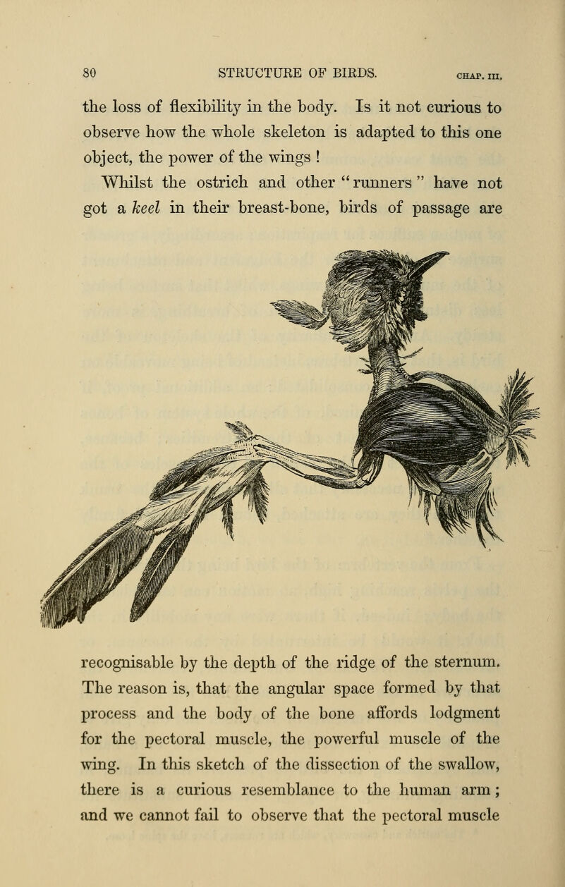 the loss of flexibility in the body. Is it not curious to observe how the whole skeleton is adapted to this one object, the power of the wings ! Whilst the ostrich and other  runners  have not got a keel in their breast-bone, birds of passage are recognisable by the depth of the ridge of the sternum. The reason is, that the angular space formed by that process and the body of the bone affords lodgment for the pectoral muscle, the powerful muscle of the wing. In this sketch of the dissection of the swallow, there is a curious resemblance to the human arm; and we cannot fail to observe that the pectoral muscle