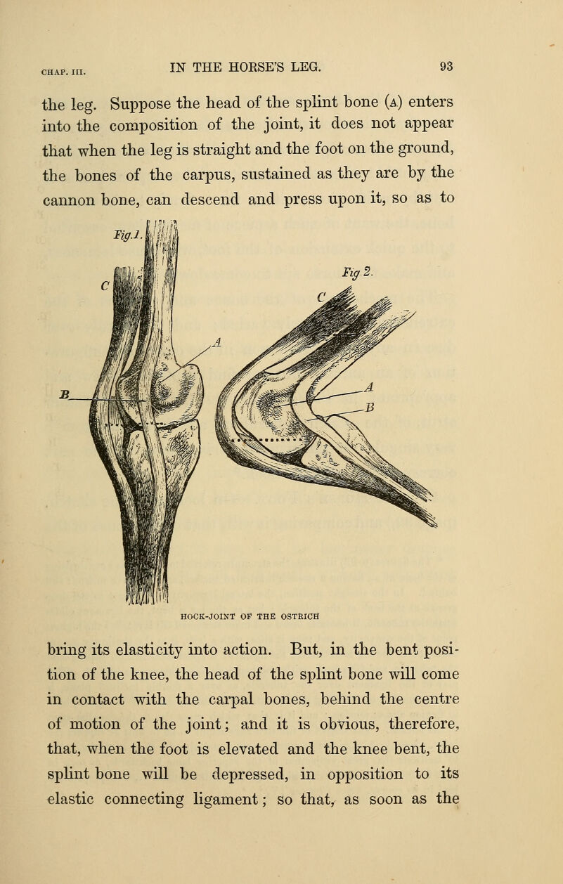 the leg. Suppose the head of the splint hone (a) enters into the composition of the joint, it does not appear that when the leg is straight and the foot on the ground, the hones of the carpus, sustained as they are hy the cannon bone, can descend and press upon it, so as to HOCK-JOINT OF THE OSTRiCS bring its elasticity into action. But, in the bent posi- tion of the knee, the head of the splint bone will come in contact with the carpal bones, behind the centre of motion of the joint; and it is obvious, therefore, that, when the foot is elevated and the knee bent, the splint bone will be depressed, in opposition to its elastic connecting ligament; so that, as soon as the