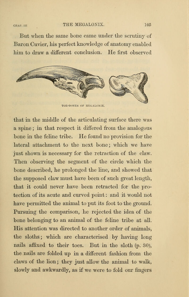 But when the same bone came under the scrutiny of Baron Cuvier, Ins perfect knowledge of anatomy enabled him to draw a different conclusion. He first observed TOE-BONES OF MEGALOMX. that in the middle of the articulating surface there was a spine; in that respect it differed from the analogous bone in the feline tribe. He found no provision for the lateral attachment to the next bone; which we have just shown is necessary for the retraction of the claw. Then observing the segment of the circle which the bone described, he prolonged the line, and showed that the supposed claw must have been of such great length, that it could never have been retracted for the pro- tection of its acute and curved point: and it would not have permitted the animal to put its foot to the ground. Pursuing the comparison, he rejected the idea of the bone belonging to an animal of the feline tribe at all. His attention was directed to another order of animals, the sloths; which are characterised by having long nails affixed to their toes. But in the sloth (p. 30), the nails are folded up in a different fashion from the claws of the lion; they just allow the animal to walk, slowly and awkwardly, as if we were to fold our fingers