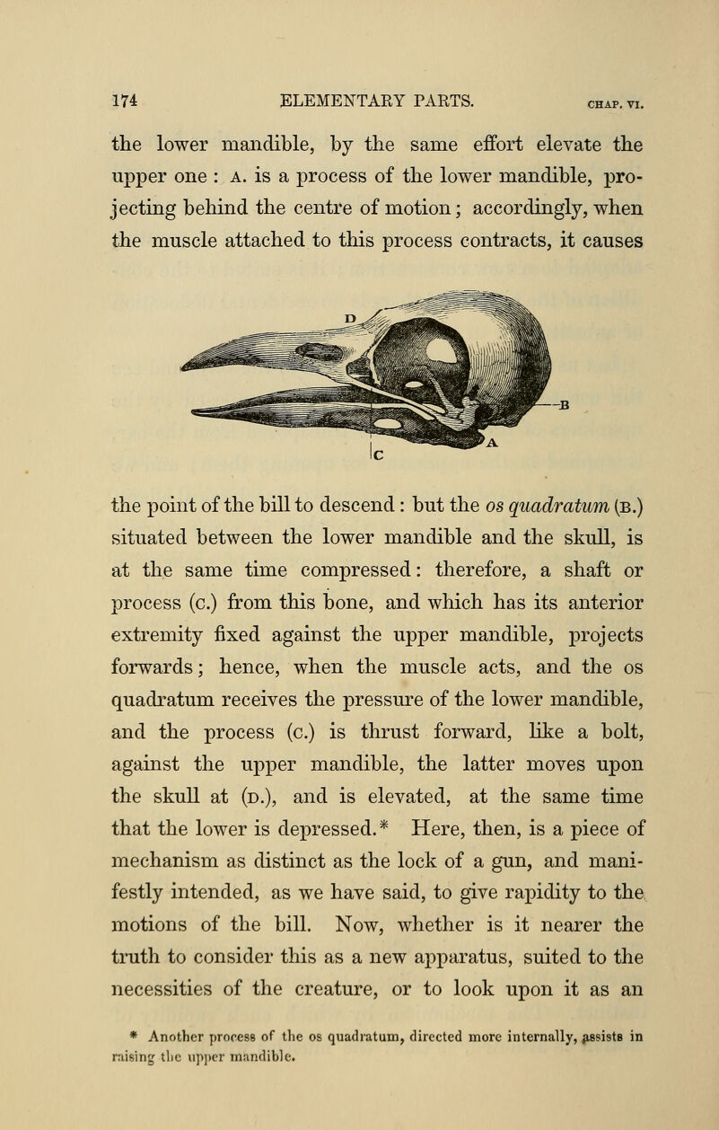 the lower mandible, by the same effort elevate the upper one : a. is a process of the lower mandible, pro- jecting behind the centre of motion; accordingly, when the muscle attached to this process contracts, it causes the point of the bill to descend: but the os quadratum (b.) situated between the lower mandible and the skull, is at the same time compressed: therefore, a shaft or process (c.) from this bone, and which has its anterior extremity fixed against the upper mandible, projects forwards; hence, when the muscle acts, and the os quadratum receives the pressure of the lower mandible, and the process (c.) is thrust forward, like a bolt, against the upper mandible, the latter moves upon the skull at (d.), and is elevated, at the same time that the lower is depressed.* Here, then, is a piece of mechanism as distinct as the lock of a gun, and mani- festly intended, as we have said, to give rapidity to the motions of the bill. Now, whether is it nearer the truth to consider this as a new apparatus, suited to the necessities of the creature, or to look upon it as an * Another process of the os quadratum, directed more internally, assists in raising the upper mandible.