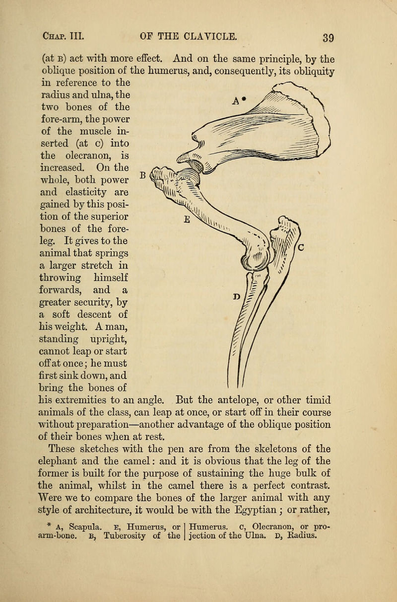 (at b) act with more effect. And on the same principle, by the oblique position of the humerus, and, consequently, its obliquity in reference to the radius and ulna, the two bones of the fore-arm, the power of the muscle in- serted (at c) into the olecranon, is increased. On the whole, both power and elasticity are gained by this posi- tion of the superior bones of the fore- leg. It gives to the animal that springs a larger stretch in throwing himself forwards, and a greater security, by a soft descent of his weight. A man, standing upright, cannot leap or start off at once; he must first sink down, and bring the bones of his extremities to an angle. But the antelope, or other timid animals of the class, can leap at once, or start off in their course without preparation—another advantage of the oblique position of their bones when at rest. These sketches with the pen are from the skeletons of the elephant and the camel: and it is obvious that the leg of the former is built for the purpose of sustaining the huge bulk of the animal, whilst in the camel there is a perfect contrast. Were we to compare the bones of the larger animal with any style of architecture, it would be with the Egyptian; or rather, * A, Scapula. E, Humerus, or 1 Humerus, c, Olecranon, or pro- arm-bone. B, Tuberosity of the | jection of the Ulna. D, Radius.