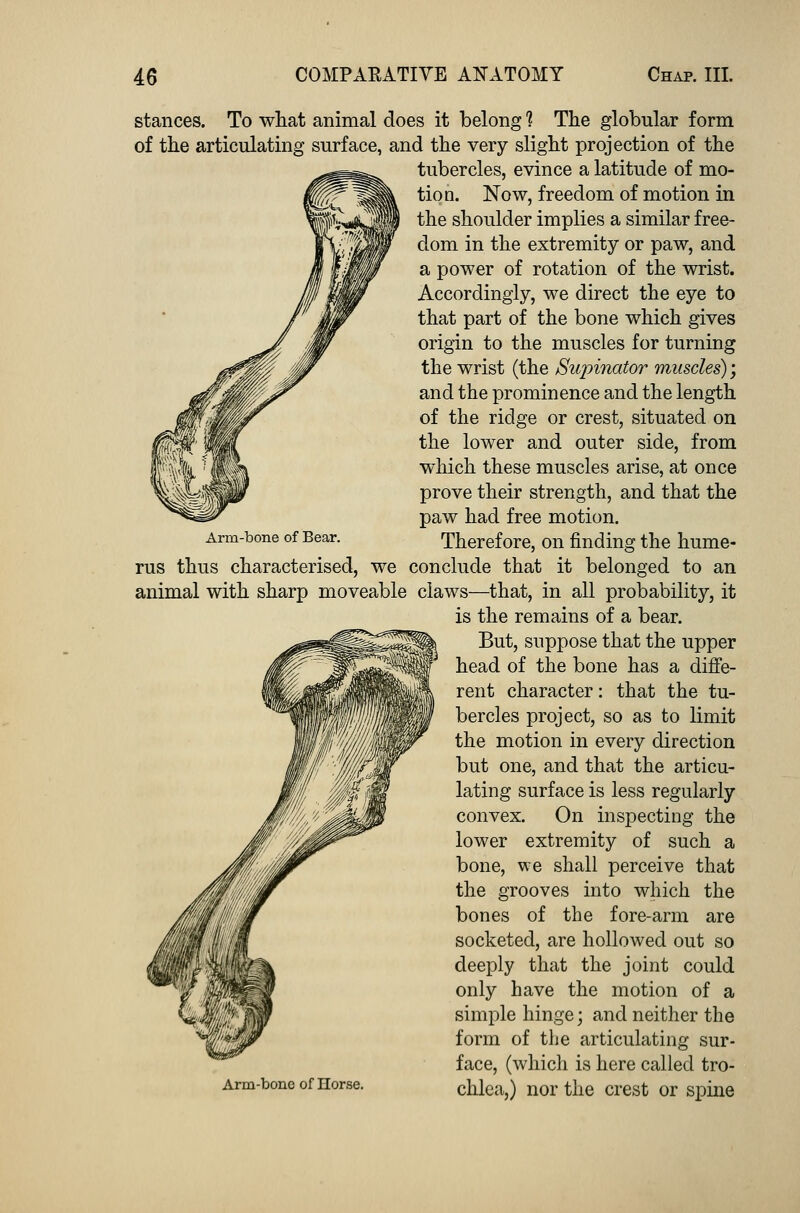 stances. To what animal does it belong 1 The globular form of the articulating surface, and the very slight projection of the tubercles, evince a latitude of mo- tion. Now, freedom of motion in the shoulder implies a similar free- dom in the extremity or paw, and a power of rotation of the wrist. Accordingly, we direct the eye to that part of the bone which gives origin to the muscles for turning the wrist (the Supinator muscles); and the prominence and the length of the ridge or crest, situated on the lower and outer side, from which these muscles arise, at once prove their strength, and that the paw had free motion. Arm-bone of Bear. Therefore, on finding the hume- rus thus characterised, we conclude that it belonged to an animal with sharp moveable claws—that, in all probability, it is the remains of a bear. But, suppose that the upper head of the bone has a diffe- rent character: that the tu- bercles project, so as to limit the motion in every direction but one, and that the articu- lating surface is less regularly convex. On inspecting the lower extremity of such a bone, we shall perceive that the grooves into which the bones of the fore-arm are socketed, are hollowed out so deeply that the joint could only have the motion of a simple hinge; and neither the form of the articulating sur- face, (which is here called tro- Arm-bonc of Horse. chlea,) nor the crest or spine