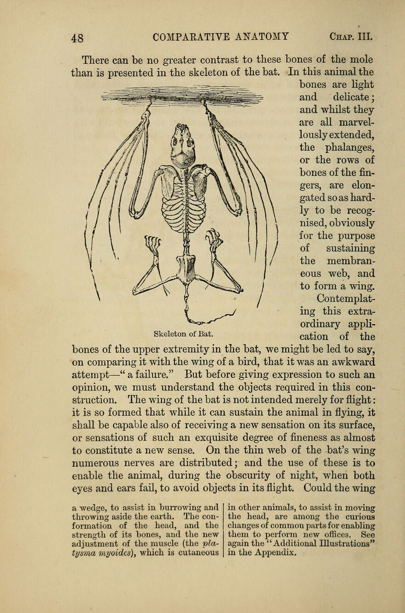 There can be no greater contrast to these bones of the mole than is presented in the skeleton of the bat. In this animal the bones are light and delicate; and whilst they are all marvel- lously extended, the phalanges, or the rows of bones of the fin- gers, are elon- gated so as hard- ly to be recog- nised, obviously for the purpose of sustaining the membran- eous web, and to form a wing. Contemplat- ing this extra- ordinary appli- cation of the bones of the upper extremity in the bat, we might be led to say, on comparing it with the wing of a bird, that it was an awkward attempt— a failure. But before giving expression to such an opinion, we must understand the objects required in this con- struction. The wing of the bat is not intended merely for flight: it is so formed that while it can sustain the animal in flying, it shall be capable also of receiving a new sensation on its surface, or sensations of such an exquisite degree of fineness as almost to constitute a new sense. On the thin web of the bat's wing numerous nerves are distributed; and the use of these is to enable the animal, during the obscurity of night, when both eyes and ears fail, to avoid objects in its flight. Could the wing L^ Skeleton of Bat. a wedge, to assist in burrowing and. throwing aside the earth. The con- formation of the head, and the strength of its bones, and the new adjustment of the muscle (the pla- tysraa myoides), which is cutaneous in other animals, to assist in moving the head, are among the curious changes of common parts for enabling them to perform new offices. See again the Additional Illustrations in the Appendix.