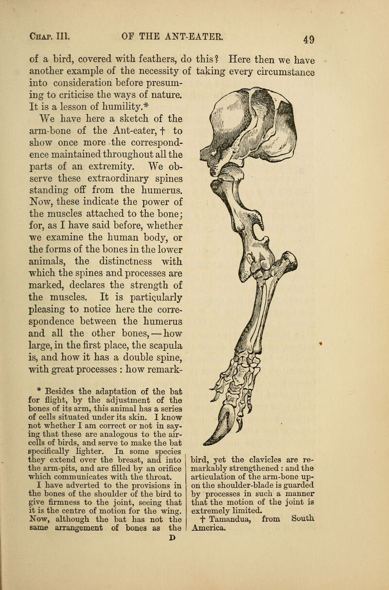 of a bird, covered with feathers, do this 1 Here then we have another example of the necessity of taking every circumstance into consideration before presum- ing to criticise the ways of nature. It is a lesson of humility.* We have here a sketch of the arm-bone of the Ant-eater, f to show once more the correspond- ence maintained throughout all the parts of an extremity. We ob- serve these extraordinary spines standing off from the humerus. Now, these indicate the power of the muscles attached to the bone; for, as I have said before, whether we examine the human body, or the forms of the bones in the lower animals, the distinctness with which the spines and processes are marked, declares the strength of the muscles. It is particularly pleasing to notice here the corre- spondence between the humerus and all the other bones, — how large, in the first place, the scapula is, and how it has a double spine, with great processes : how remark- * Besides the adaptation of the bat for flight, by the adjustment of the bones of its arm, this animal has a series of cells situated under its skin. I know not whether I am correct or not in say- ing that these are analogous to the air- cells of birds, and serve to make the bat specifically lighter. In some species they extend over the breast, and into the arm-pits, and are filled by an orifice which communicates with the throat. I have adverted to the provisions in the bones of the shoulder of the bird to give firmness to the joint, seeing that it is the centre of motion for the wing. Now, although the bat has not the arrangement of bones as the D bird, yet the clavicles are re- markably strengthened: and the articulation of the arm-bone up- on the shoulder-blade is guarded by processes in such a manner that the motion of the joint is extremely limited. + Tamandua, from South America.