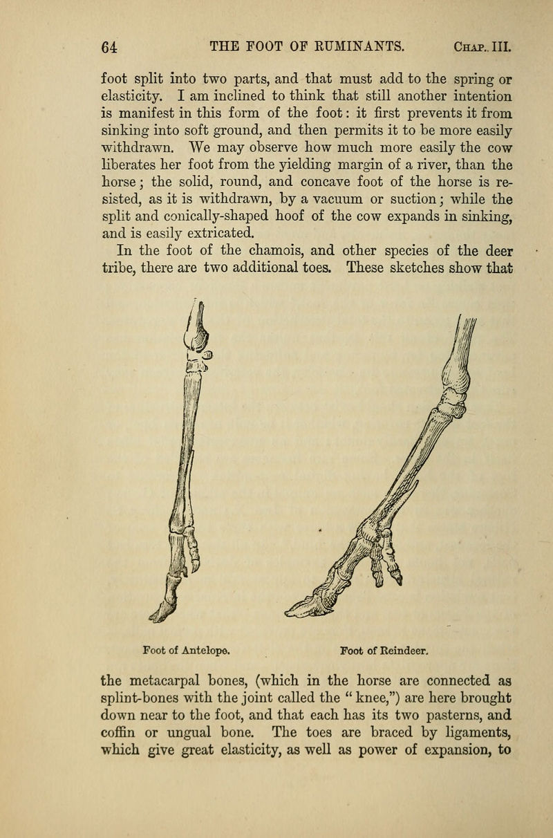 foot split into two parts, and that must add to the spring or elasticity. I am inclined to think that still another intention is manifest in this form of the foot: it first prevents it from sinking into soft ground, and then permits it to be more easily withdrawn. We may observe how much more easily the cow liberates her foot from the yielding margin of a river, than the horse; the solid, round, and concave foot of the horse is re- sisted, as it is withdrawn, by a vacuum or suction • while the split and conically-shaped hoof of the cow expands in sinking, and is easily extricated. In the foot of the chamois, and other species of the deer tribe, there are two additional toes. These sketches show that Foot of Antelope. Foot of Reindeer. the metacarpal bones, (which in the horse are connected as splint-bones with the joint called the  knee,) are here brought down near to the foot, and that each has its two pasterns, and coffin or ungual bone. The toes are braced by ligaments, which give great elasticity, as well as power of expansion, to