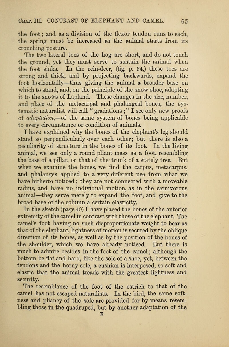 the foot; and as a division of the flexor tendon runs to each, the spring must be increased as the animal starts from its crouching posture. The two lateral toes of the hog are short, and do not touch the ground, yet they must serve to sustain the animal when the foot sinks. In the rein-deer, (fig. p. 64,) these toes are strong and thick, and by projecting backwards, expand the foot horizontally—thus giving the animal a broader base on which to stand, and, on the principle of the snow-shoe, adapting it to the snows of Lapland. These changes in the size, number, and place of the metacarpal and phalangeal bones, the sys- tematic naturalist will call  gradations; I see only new proofs of adaptation,—of the same system of bones being applicable to every circumstance or condition of animals. I have explained why the bones of the elephant's leg should stand so perpendicularly over each other; but there is also a peculiarity of structure in the bones of its foot. In the living animal, we see only a round pliant mass as a foot, resembling the base of a pillar, or that of the trunk of a stately tree. But when we examine the bones, we find the carpus, metacarpus, and phalanges applied to a very different use from what we have hitherto noticed; they are not connected with a moveable radius, and have no individual motion, as in the carnivorous animal—they serve merely to expand the foot, and give to the broad base of the column a certain elasticity. In the sketch (page 40) I have placed the bones of the anterior extremity of the camel in contrast with those of the elephant. The camel's foot having no such disproportionate weight to bear as that of the elephant, lightness of motion is secured by the oblique direction of its bones, as well as by the position of the bones of the shoulder, which we have already noticed. But there is much to admire besides in the foot of the camel; although the bottom be flat and hard, like the sole of a shoe, yet, between the tendons and the horny sole, a cushion is interposed, so soft and elastic that the animal treads with the greatest lightness and security. The resemblance of the foot of the ostrich to that of the camel has not escaped naturalists. In the bird, the same soft- ness and pliancy of the sole are provided for by means resem- bling those in the quadruped, but by another adaptation of the