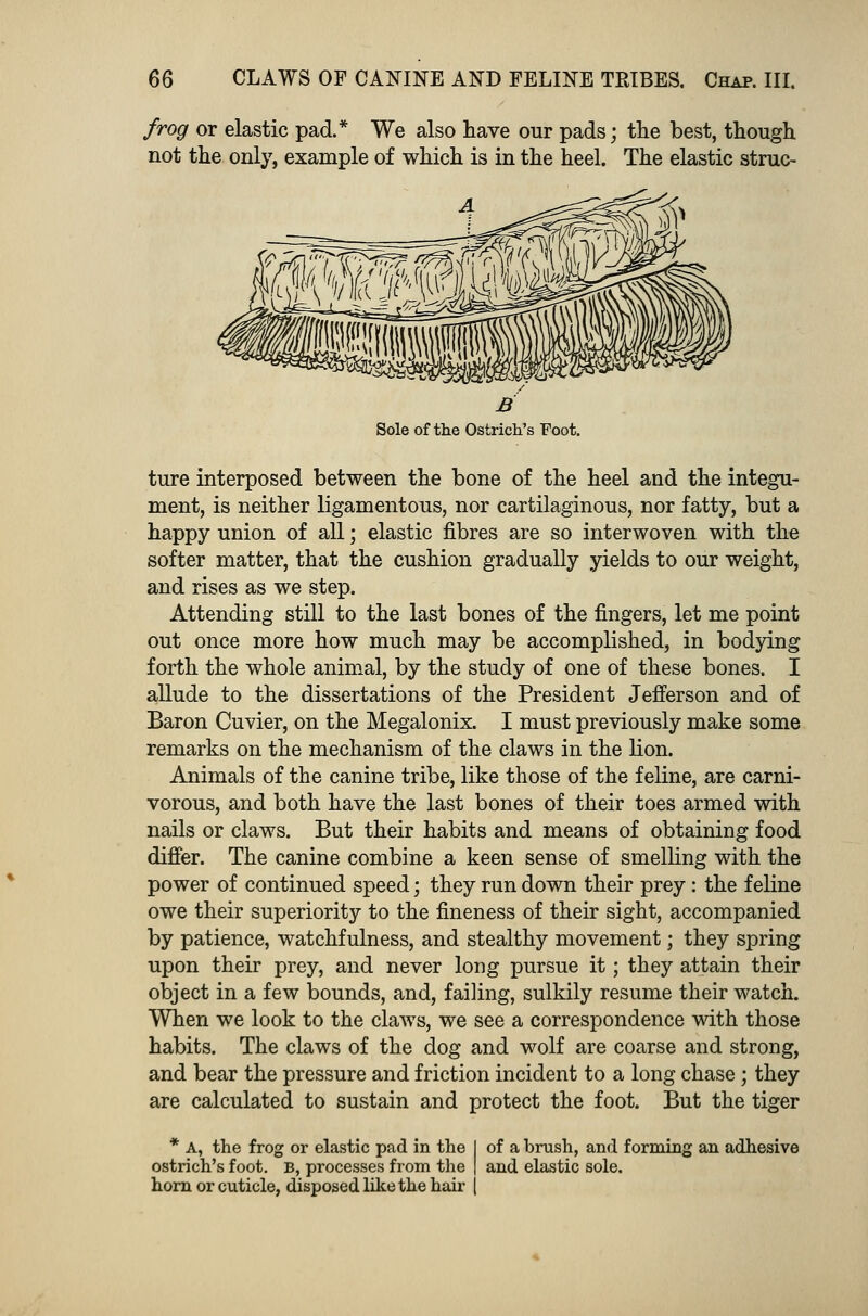 frog or elastic pad.* We also nave our pads; the best, though not the only, example of which is in the heel. The elastic strac- Sole of the Ostrich's Foot. ture interposed between the bone of the heel and the integu- ment, is neither ligamentous, nor cartilaginous, nor fatty, but a happy union of all; elastic fibres are so interwoven with the softer matter, that the cushion gradually yields to our weight, and rises as we step. Attending still to the last bones of the fingers, let me point out once more how much may be accomplished, in bodying forth the whole animal, by the study of one of these bones. I allude to the dissertations of the President Jefferson and of Baron Cuvier, on the Megalonix. I must previously make some remarks on the mechanism of the claws in the lion. Animals of the canine tribe, like those of the feline, are carni- vorous, and both have the last bones of their toes armed with nails or claws. But their habits and means of obtaining food differ. The canine combine a keen sense of smelling with the power of continued speed; they run down their prey : the feline owe their superiority to the fineness of their sight, accompanied by patience, watchfulness, and stealthy movement; they spring upon their prey, and never long pursue it; they attain their object in a few bounds, and, failing, sulkily resume their watch. When we look to the claws, we see a correspondence with those habits. The claws of the dog and wolf are coarse and strong, and bear the pressure and friction incident to a long chase ; they are calculated to sustain and protect the foot. But the tiger * A, the frog or elastic pad in the ostrich's foot. B, processes from the horn or cuticle, disposed like the hair of a brush, and forming an adhesive and elastic sole.